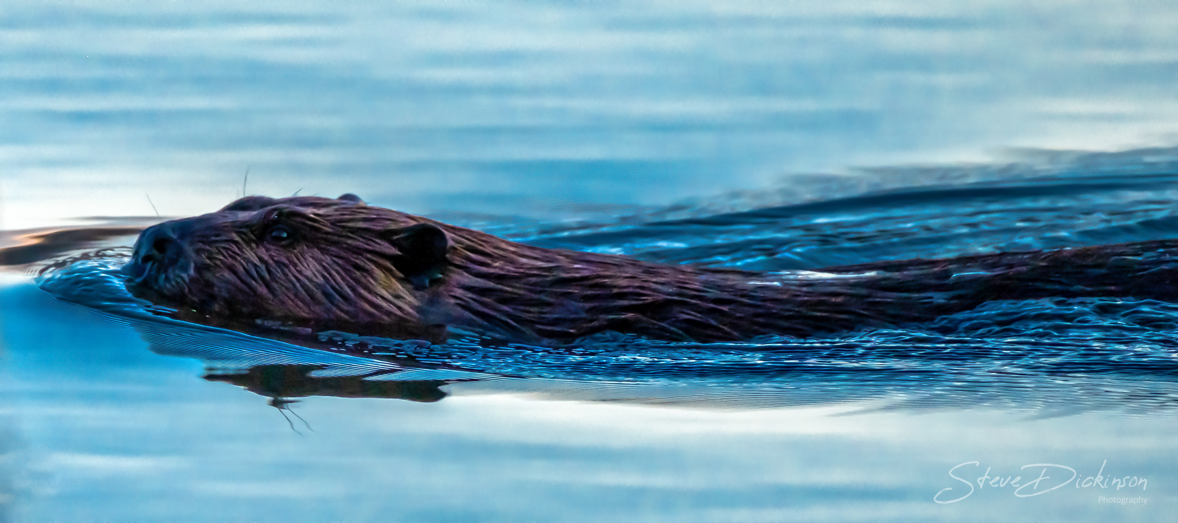 Otter - Lake Anna, VA