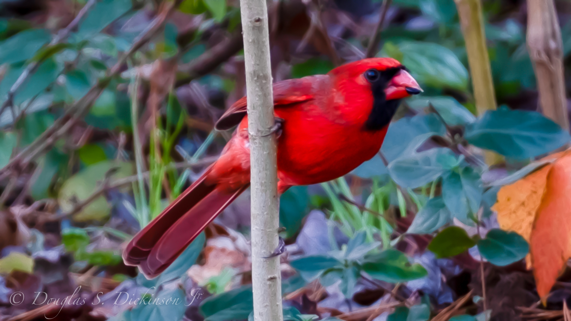 Cardinal