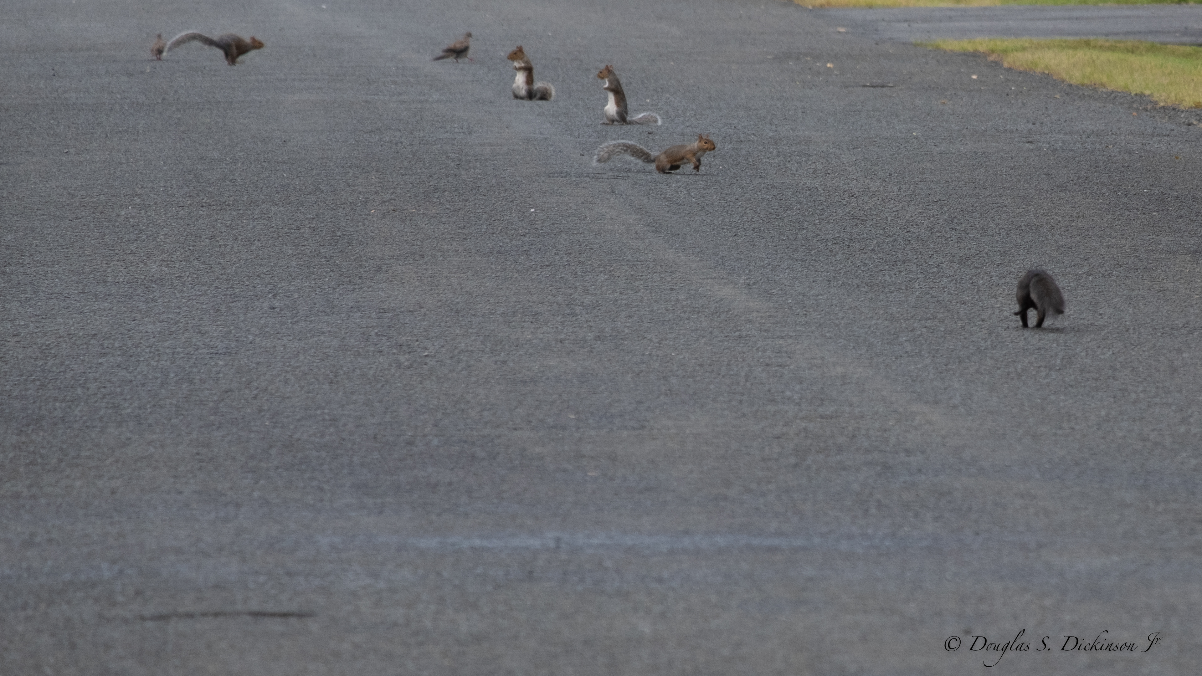 Squirrels