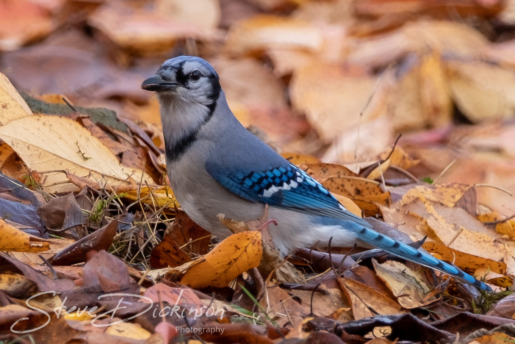 Blue Jay