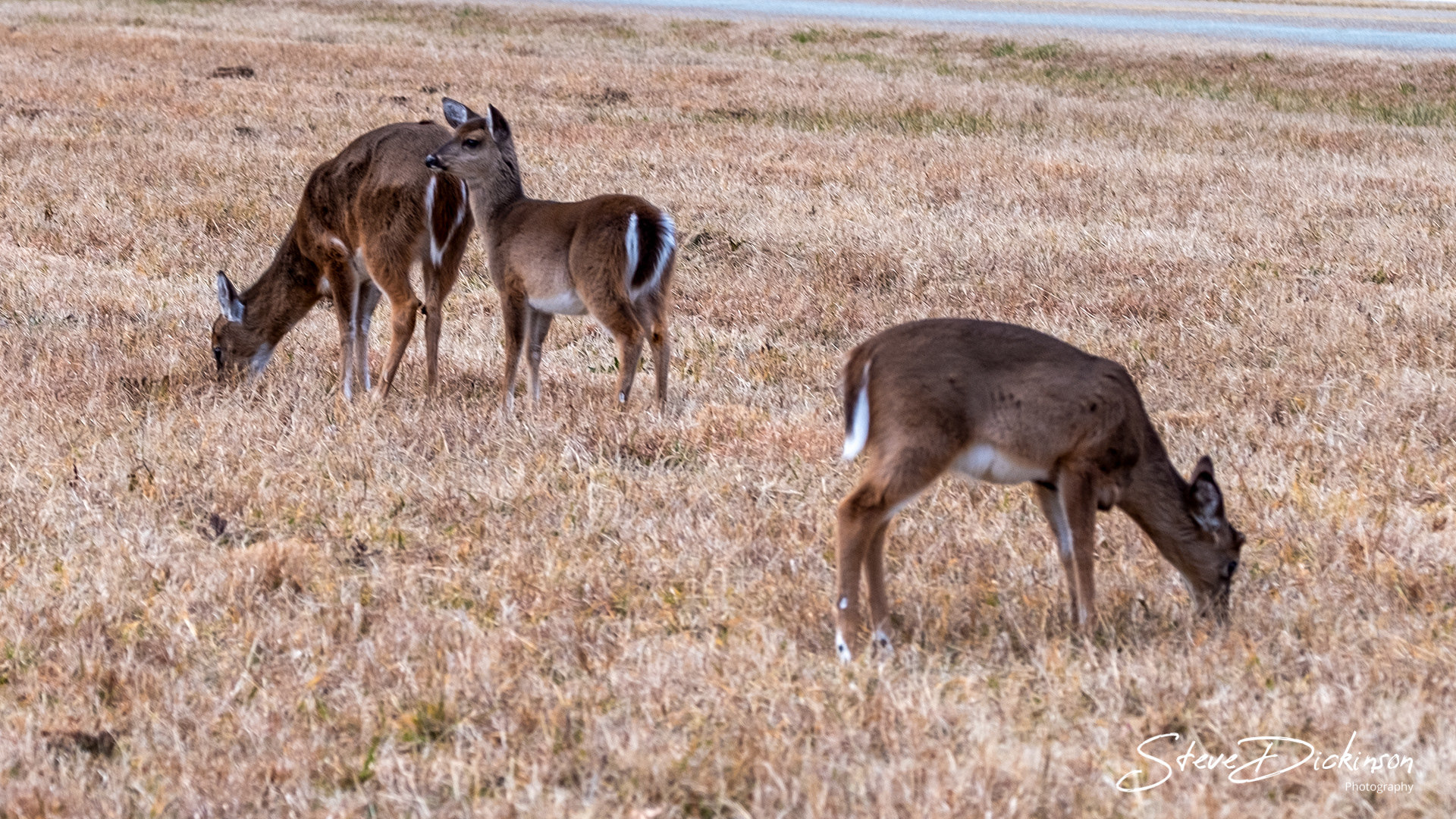 Deer - York County, VA