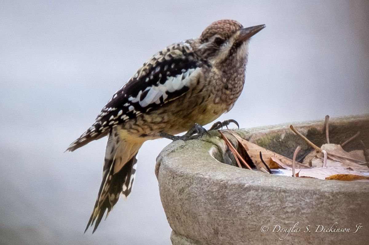 Woodpecker