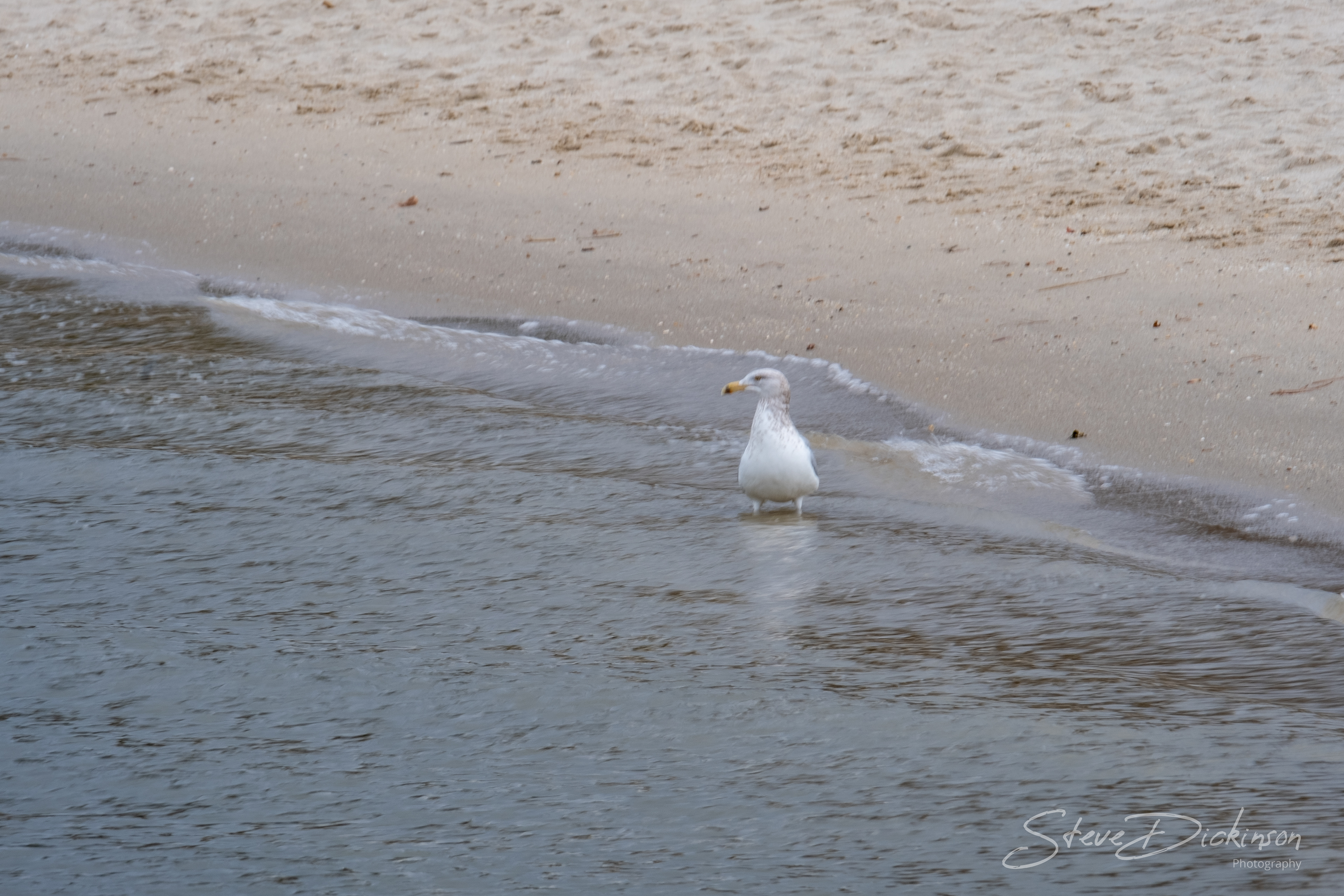 Seagull - York County, VA