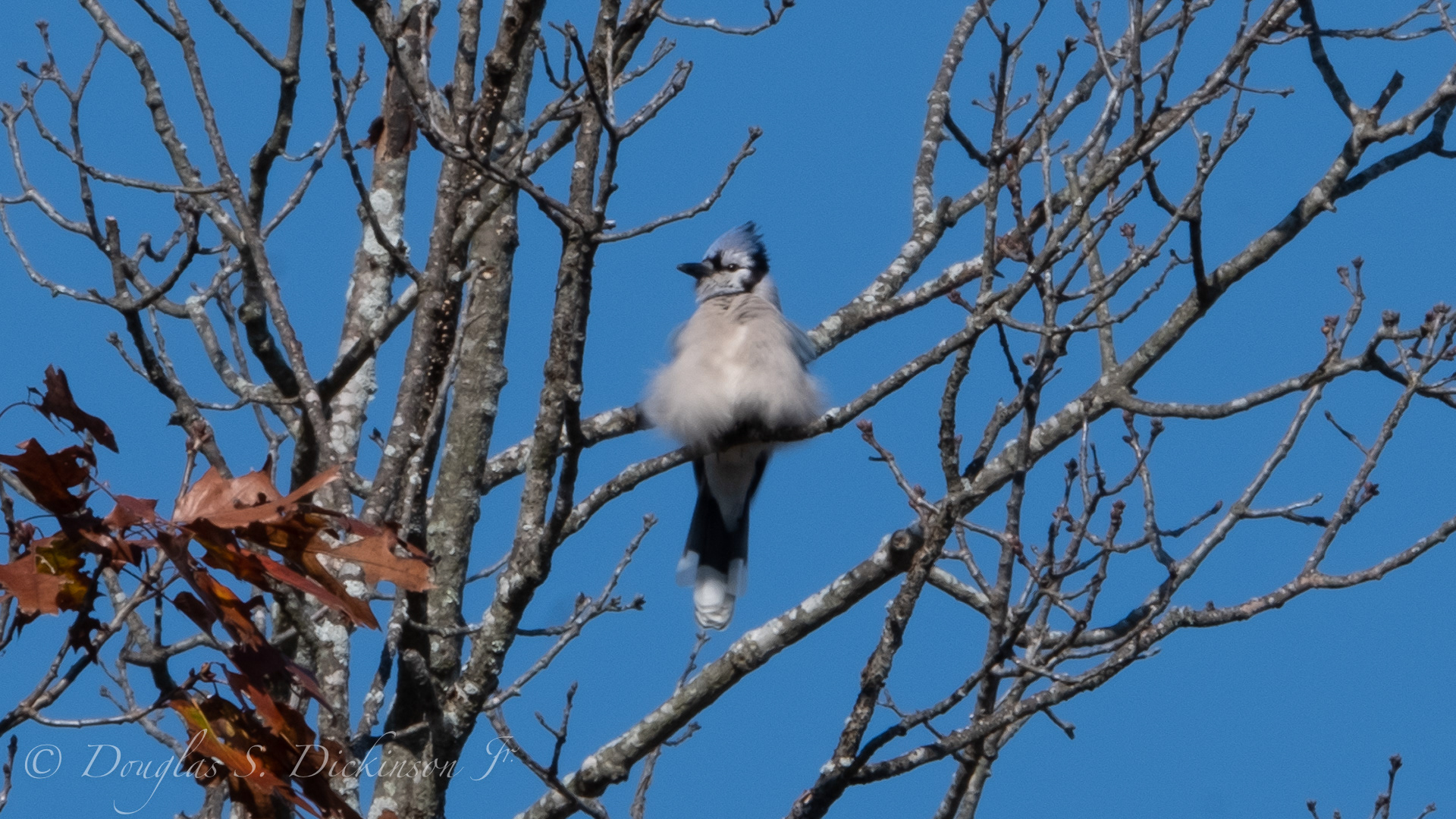Blue Jay