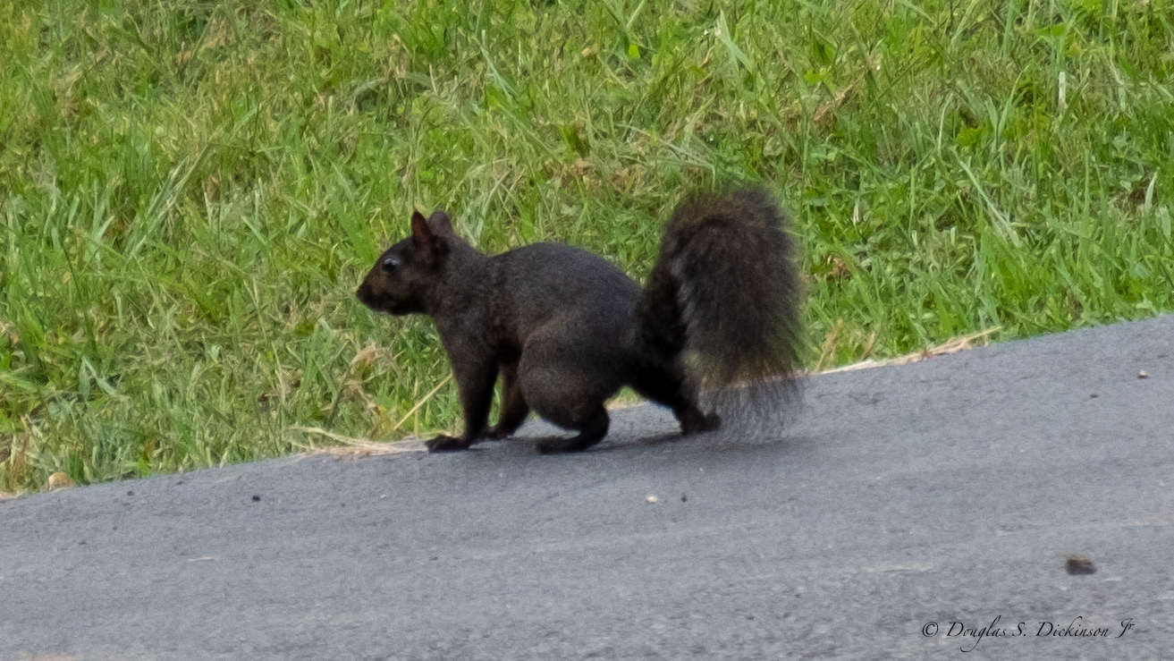 Black Squirrel