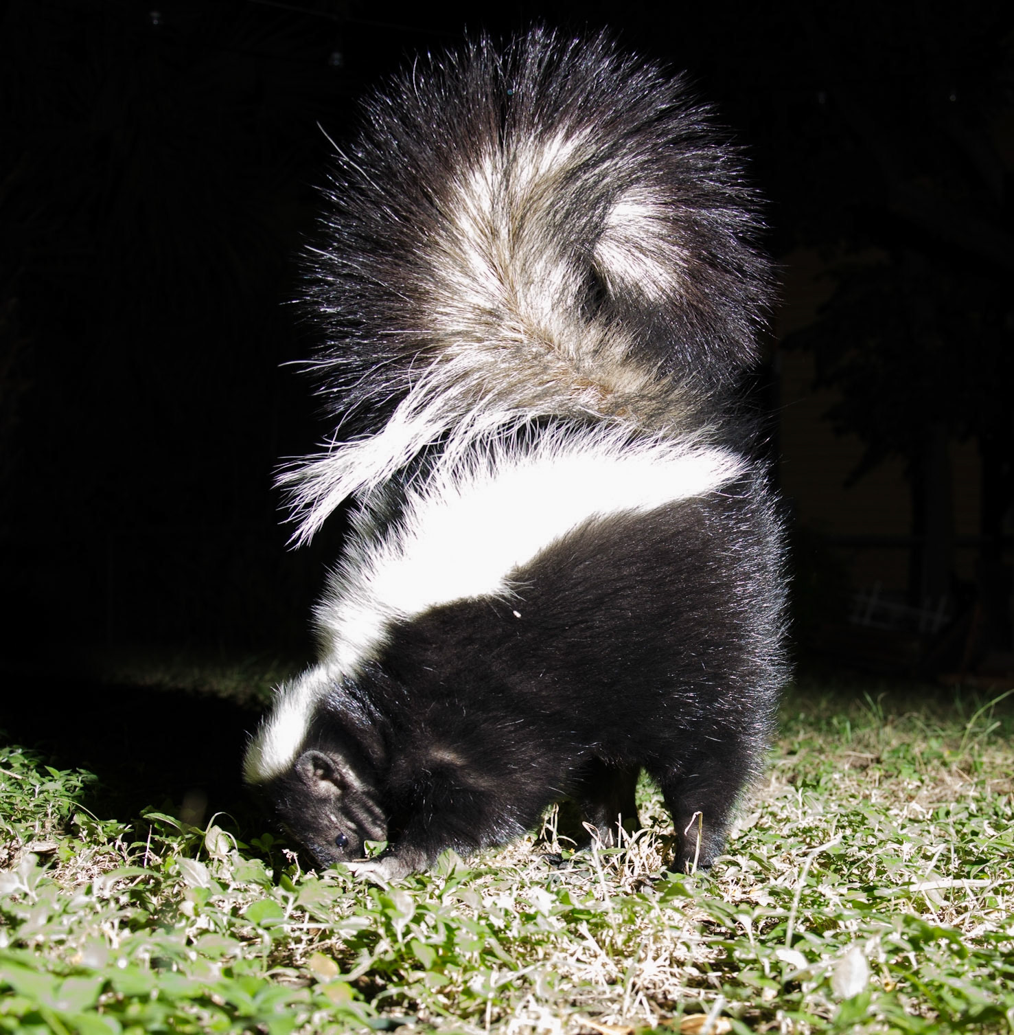 Nightlife in my Yard: Skunk Round Tail