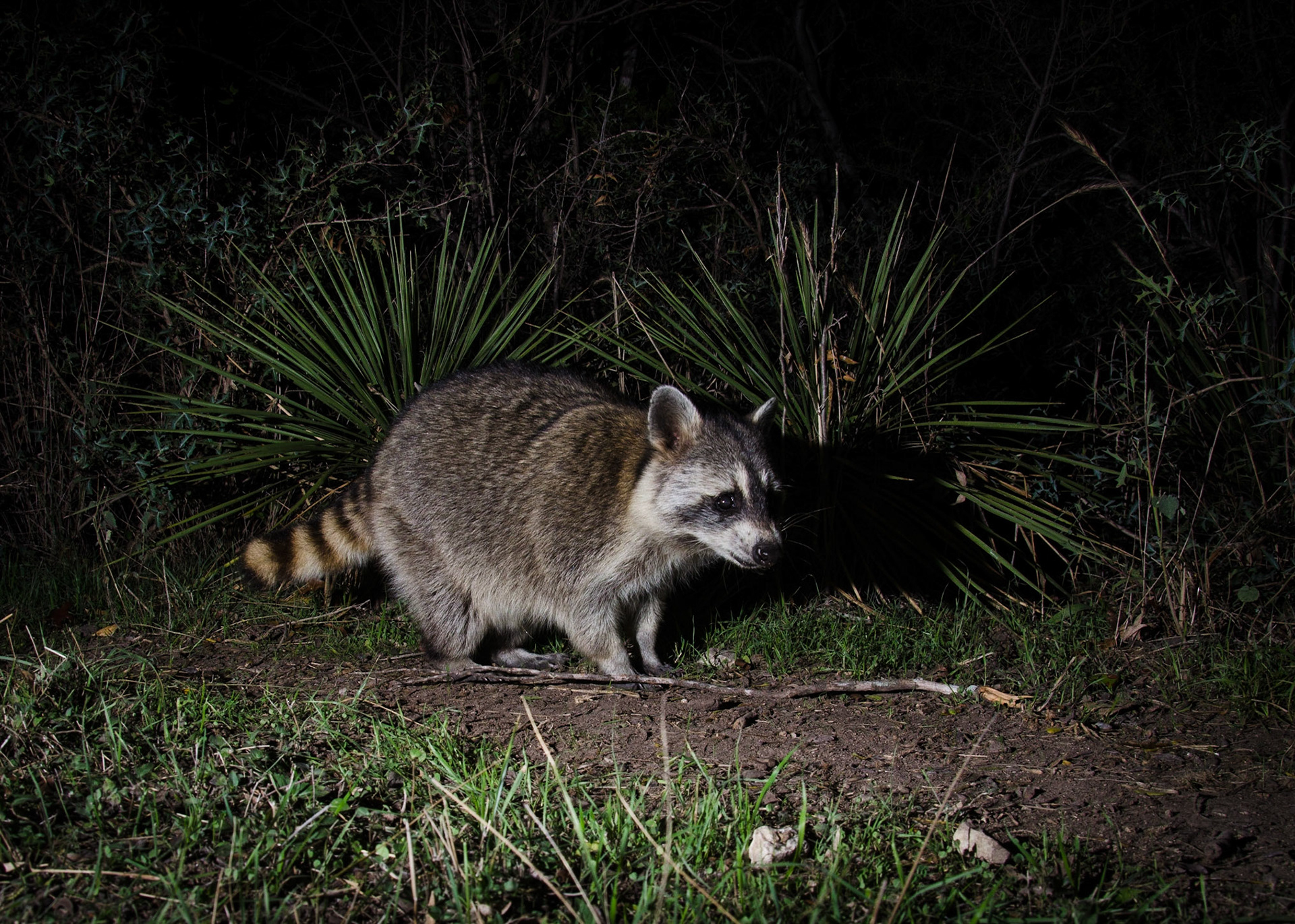 Undecided Racoon