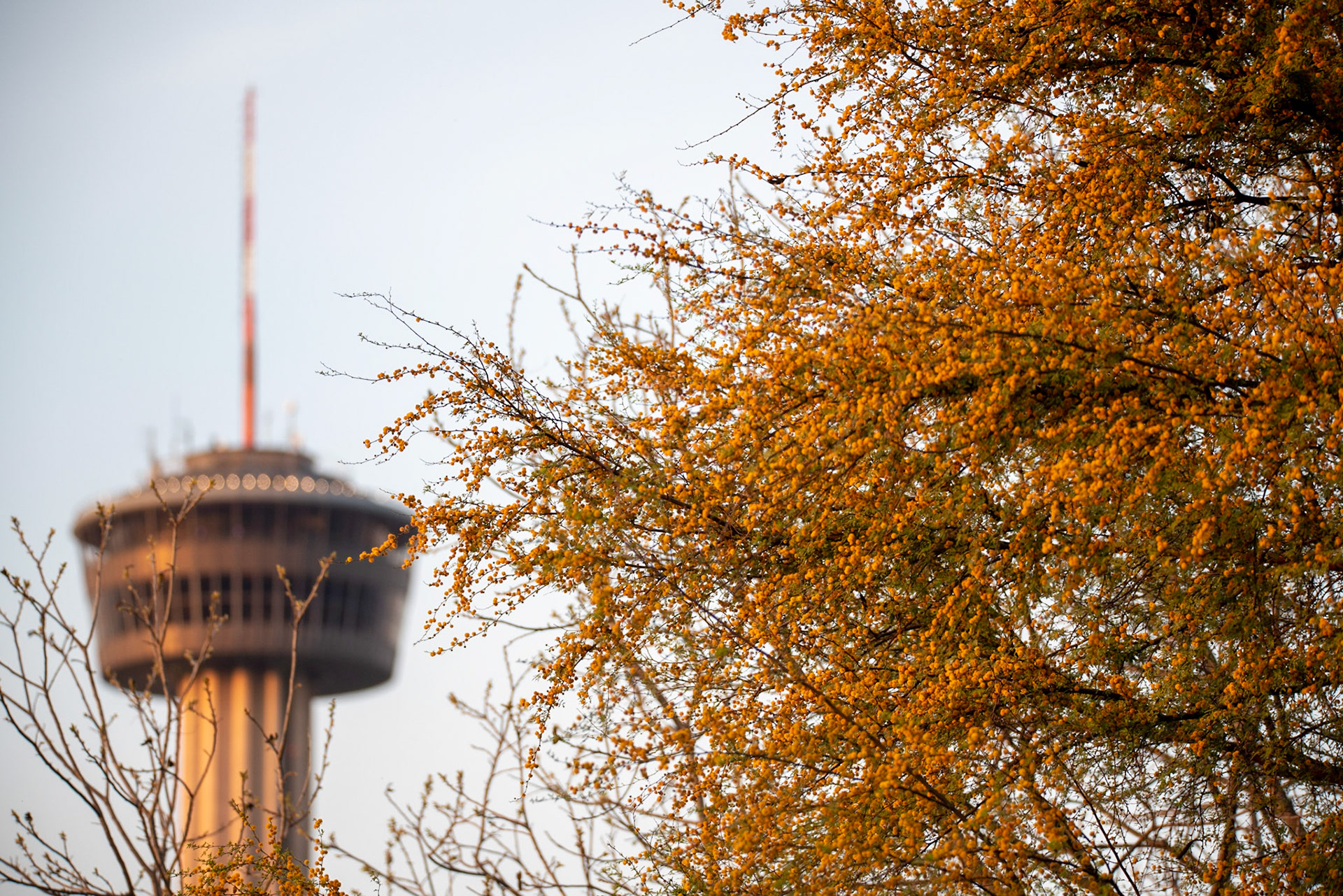 Tower Behind Huisache