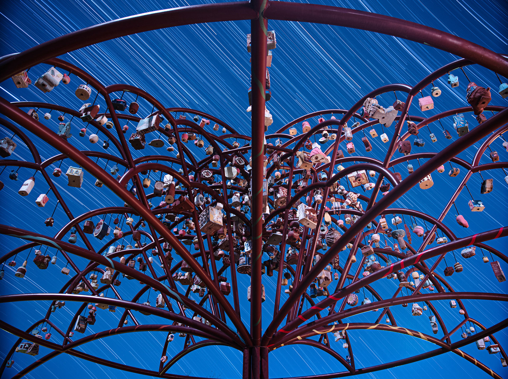 Árbol De La Vida and Winter Star Trails