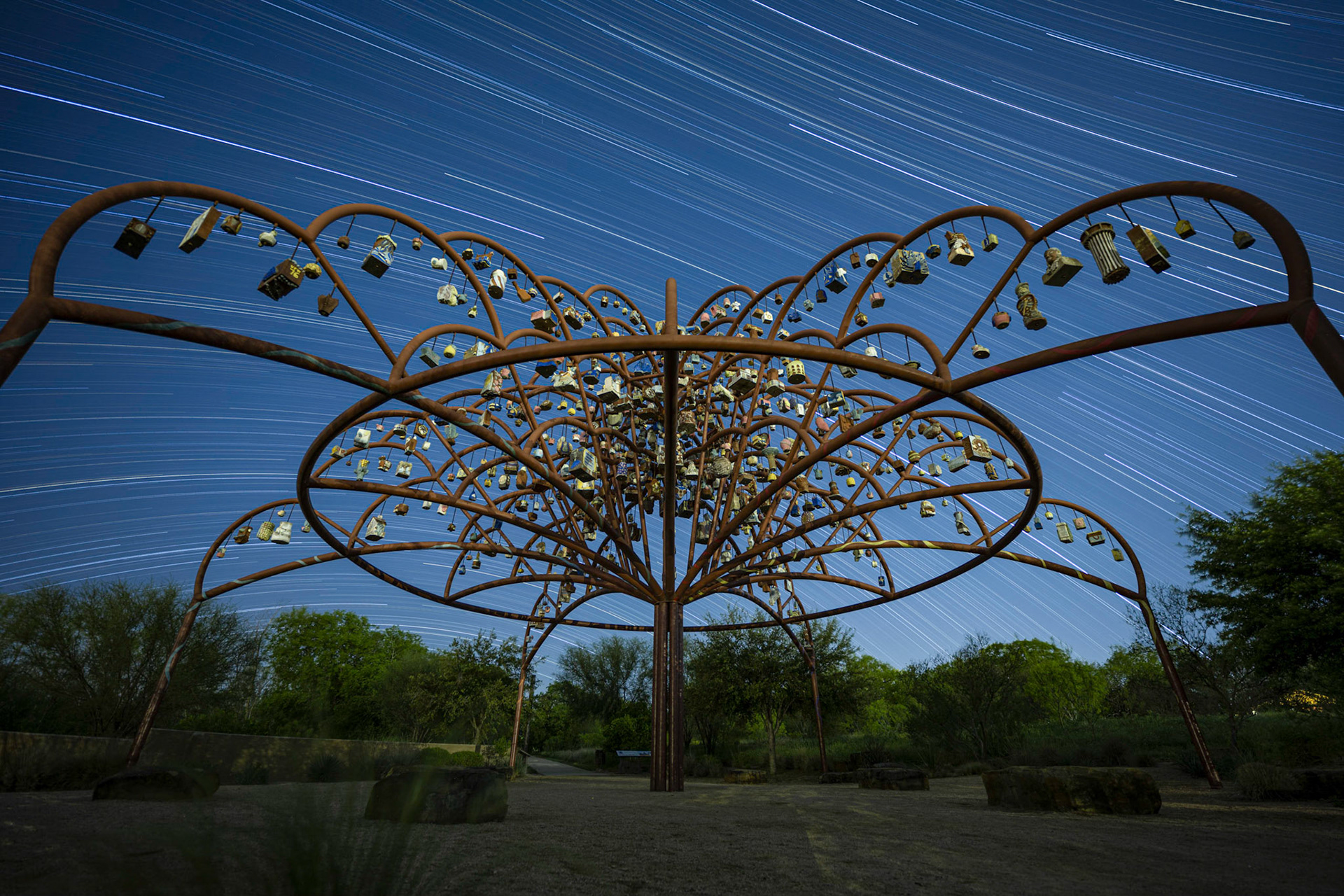 Árbol De La Vida and Spring Star Trails