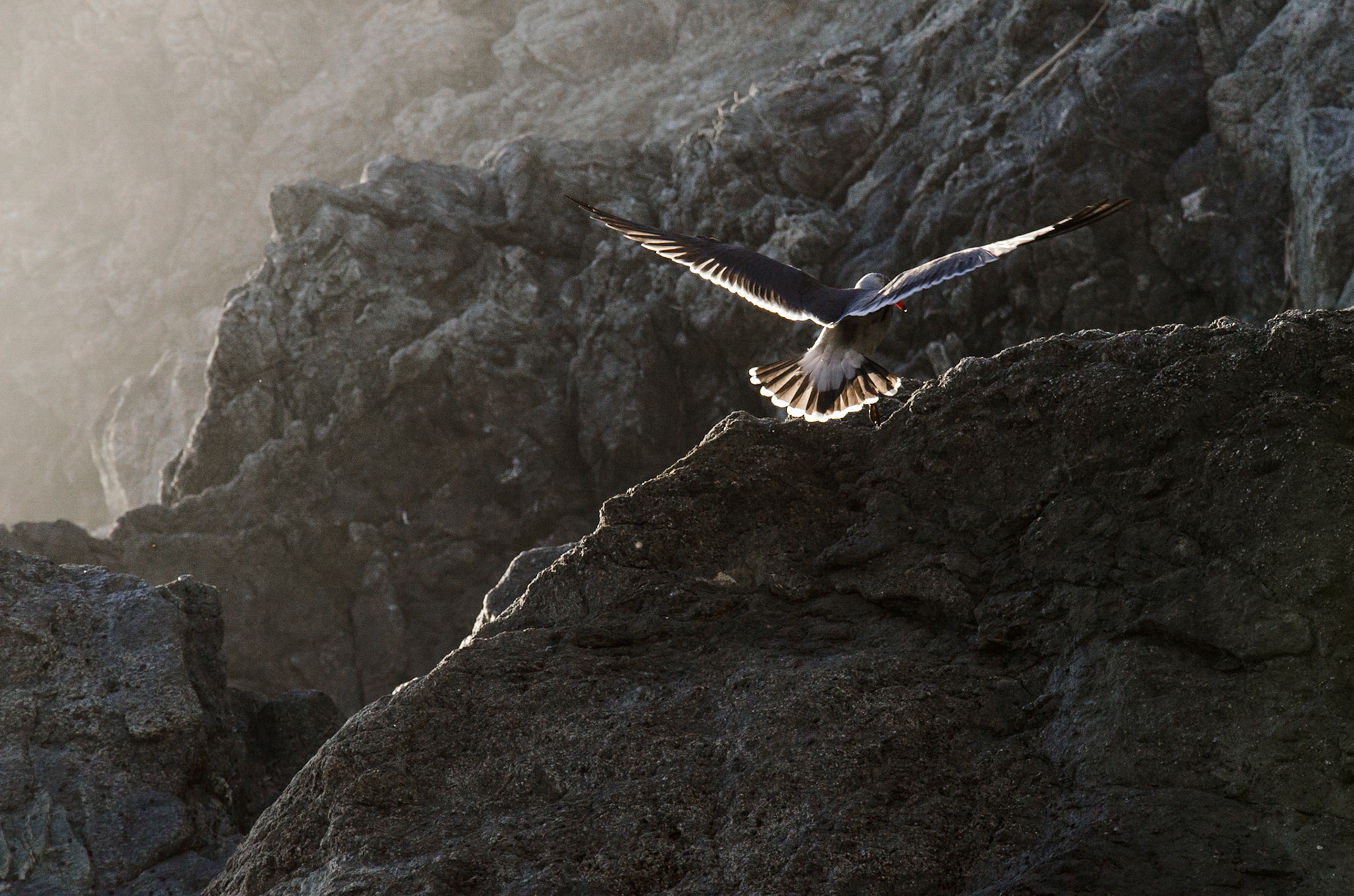 Carried by light