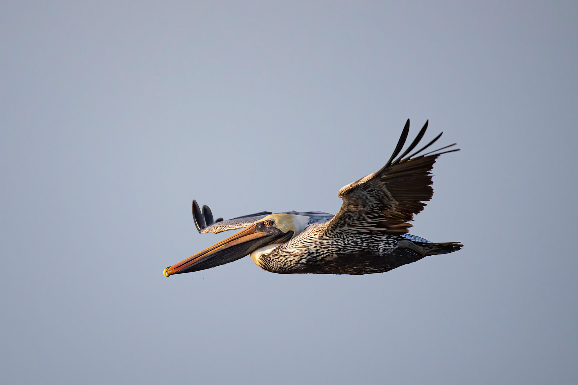 Glide