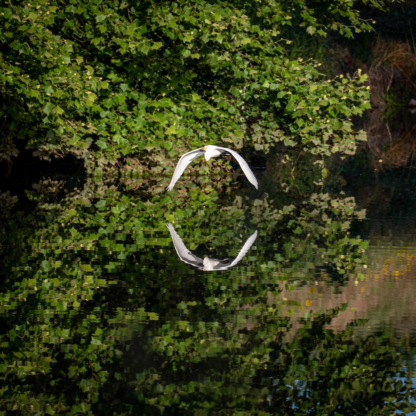 Circle of flight