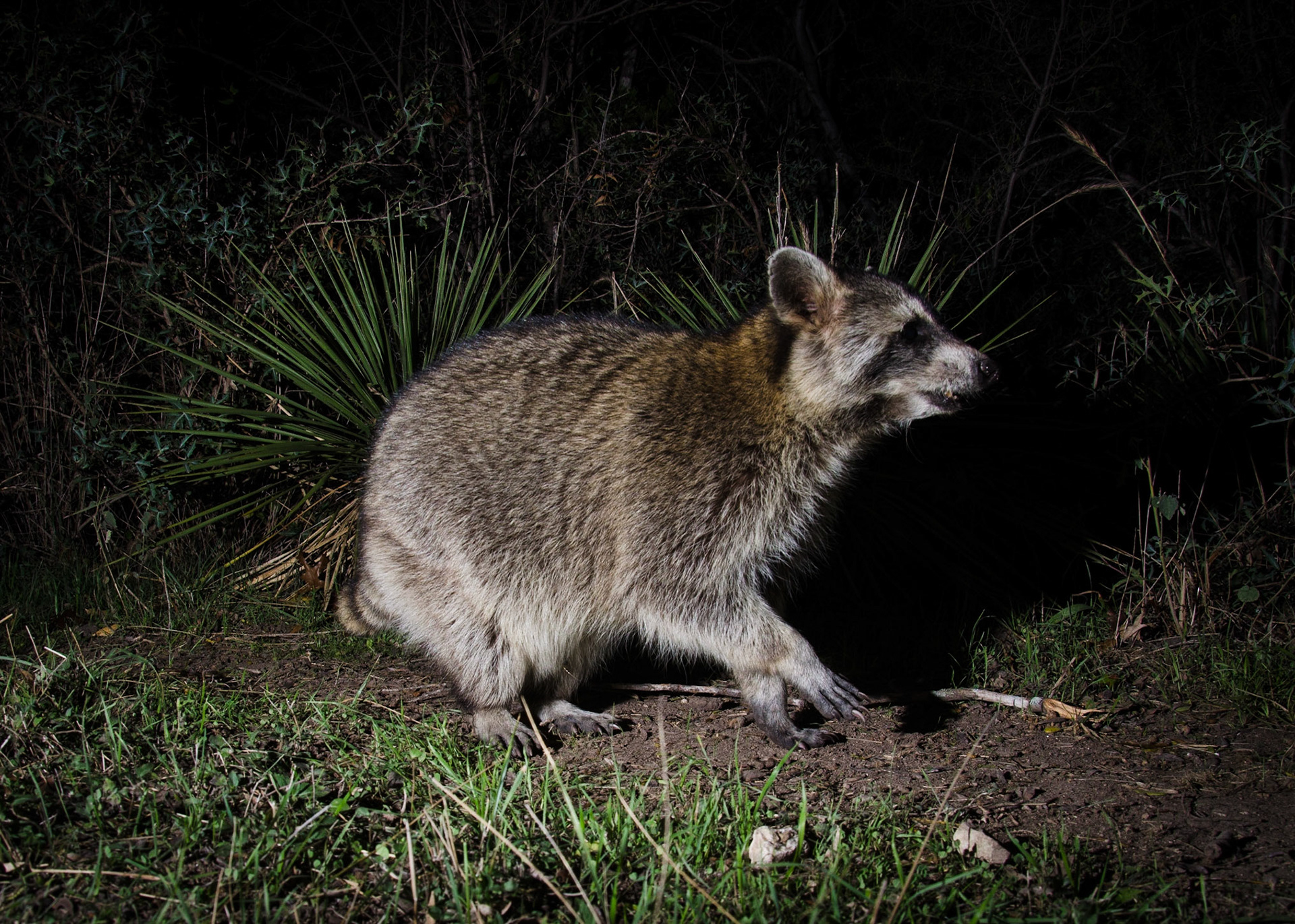 Marching Racoon