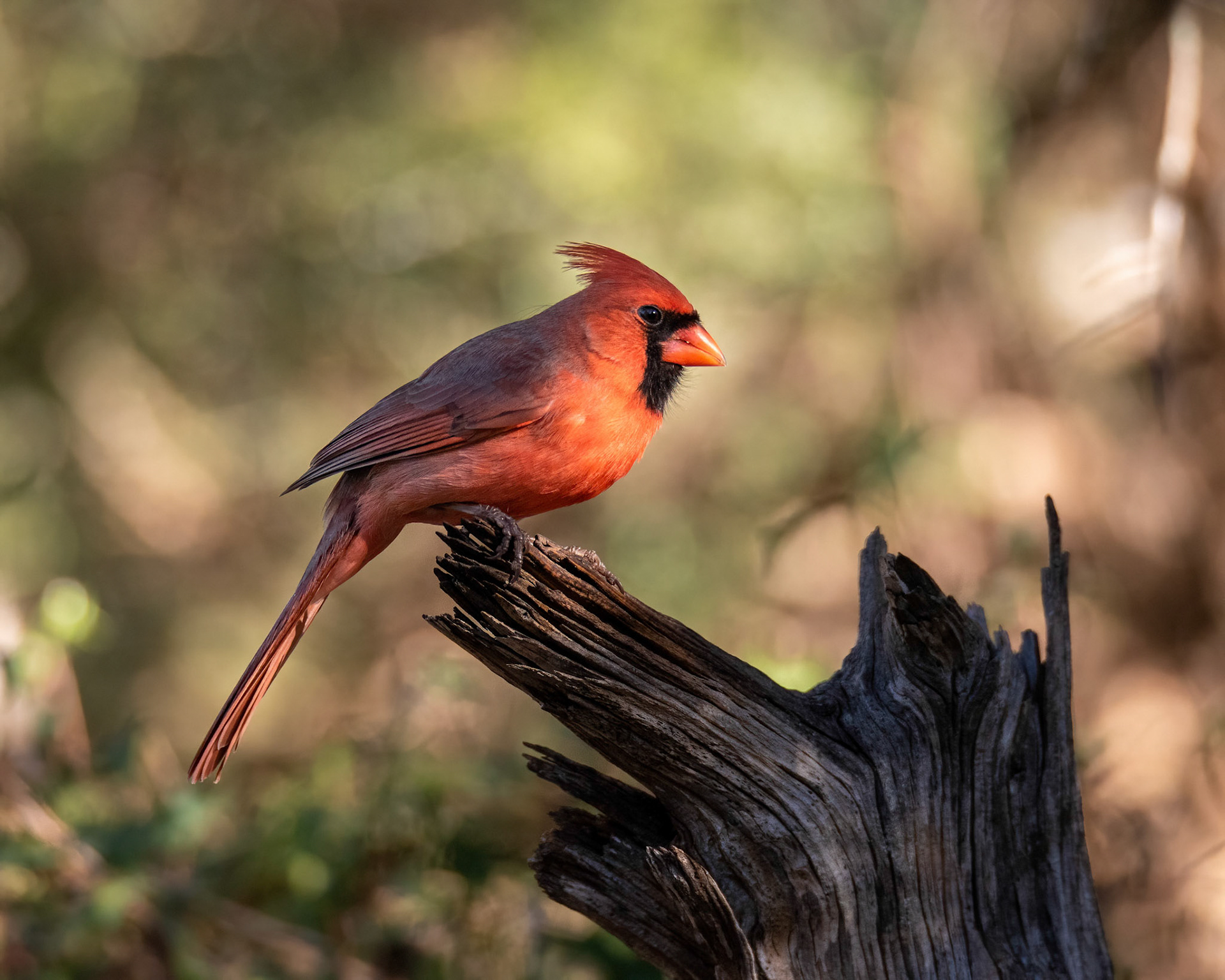 Sunrise on a cardinal