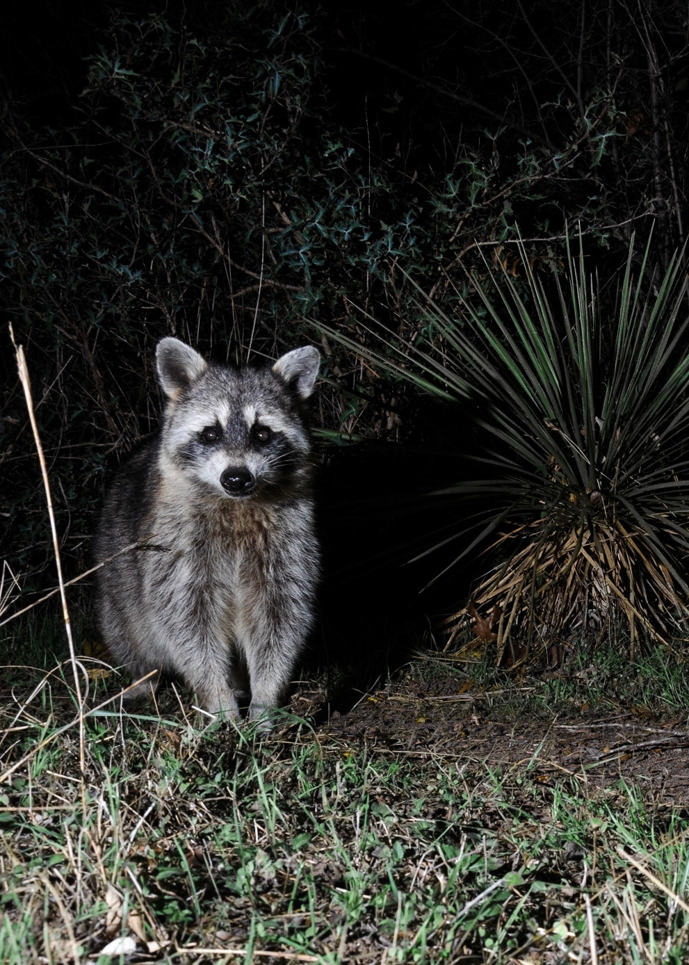 Posing Racoon
