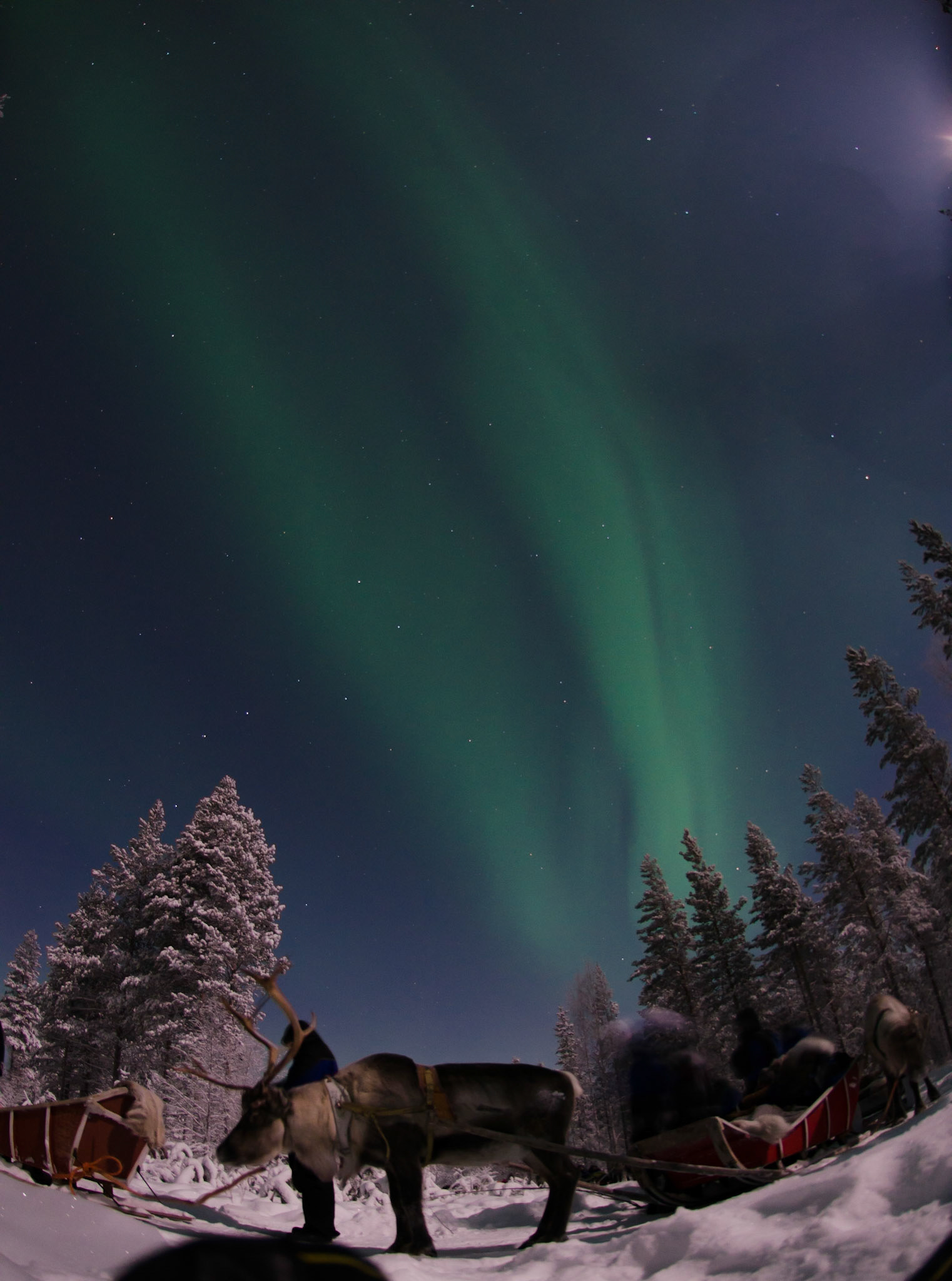 Aurora by -40