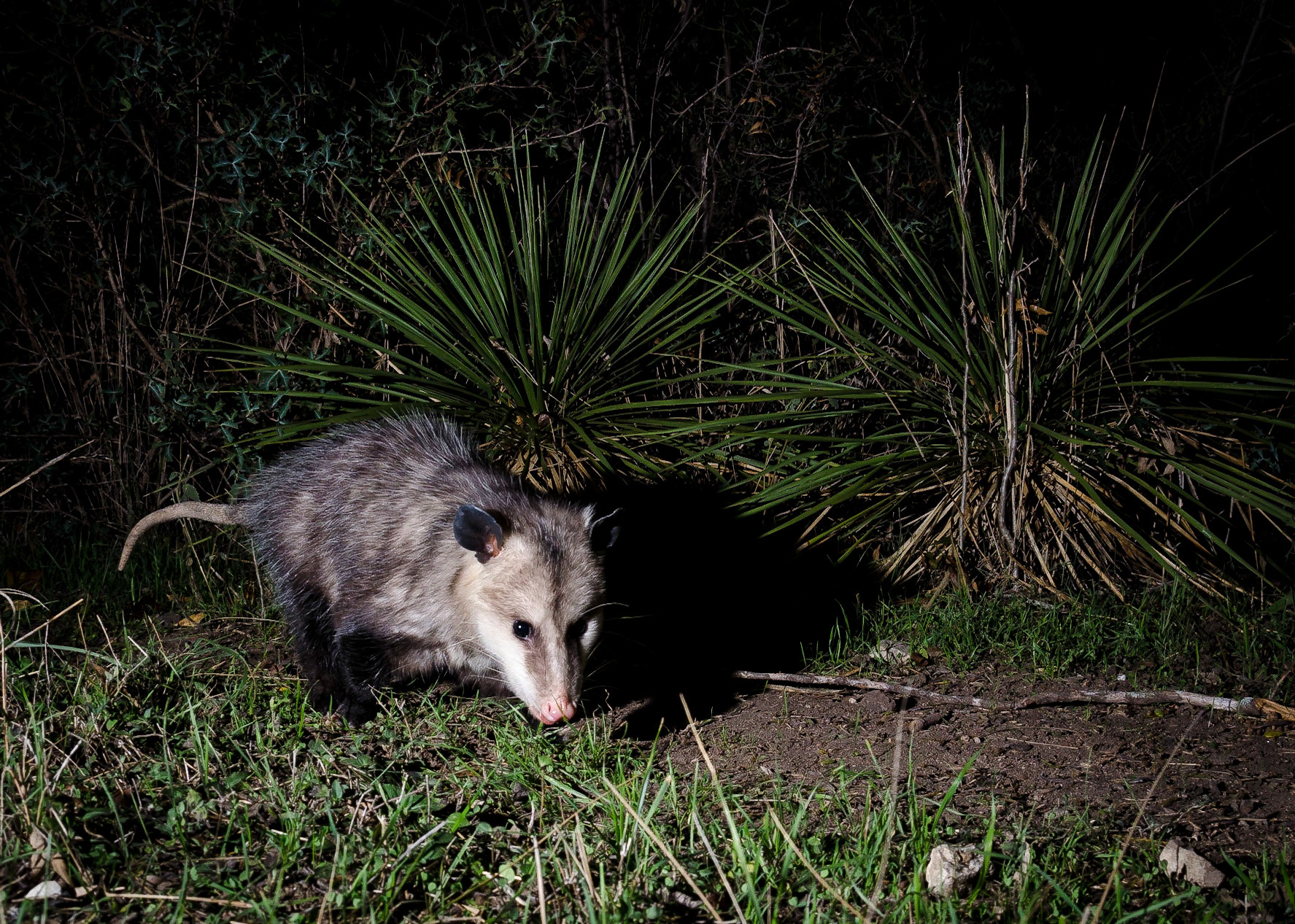 Opossum's Quest