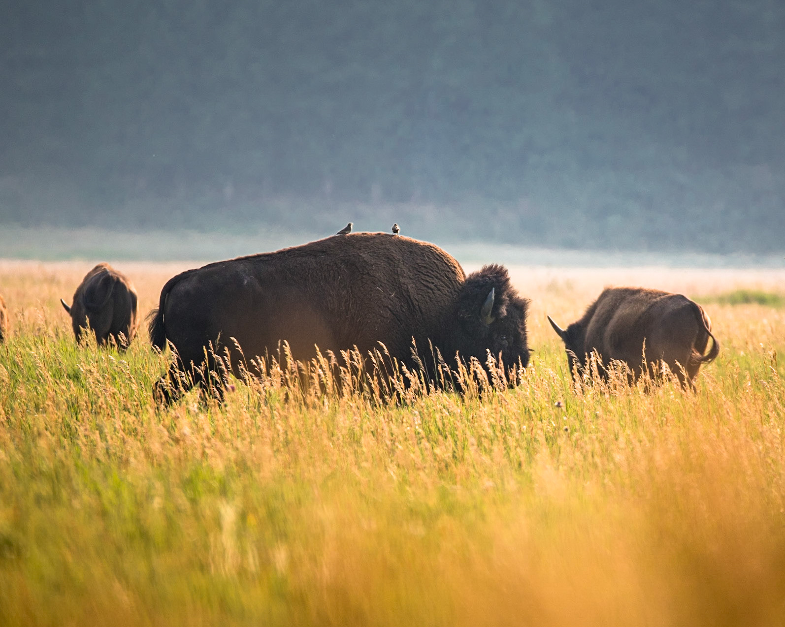Lookout on Bison