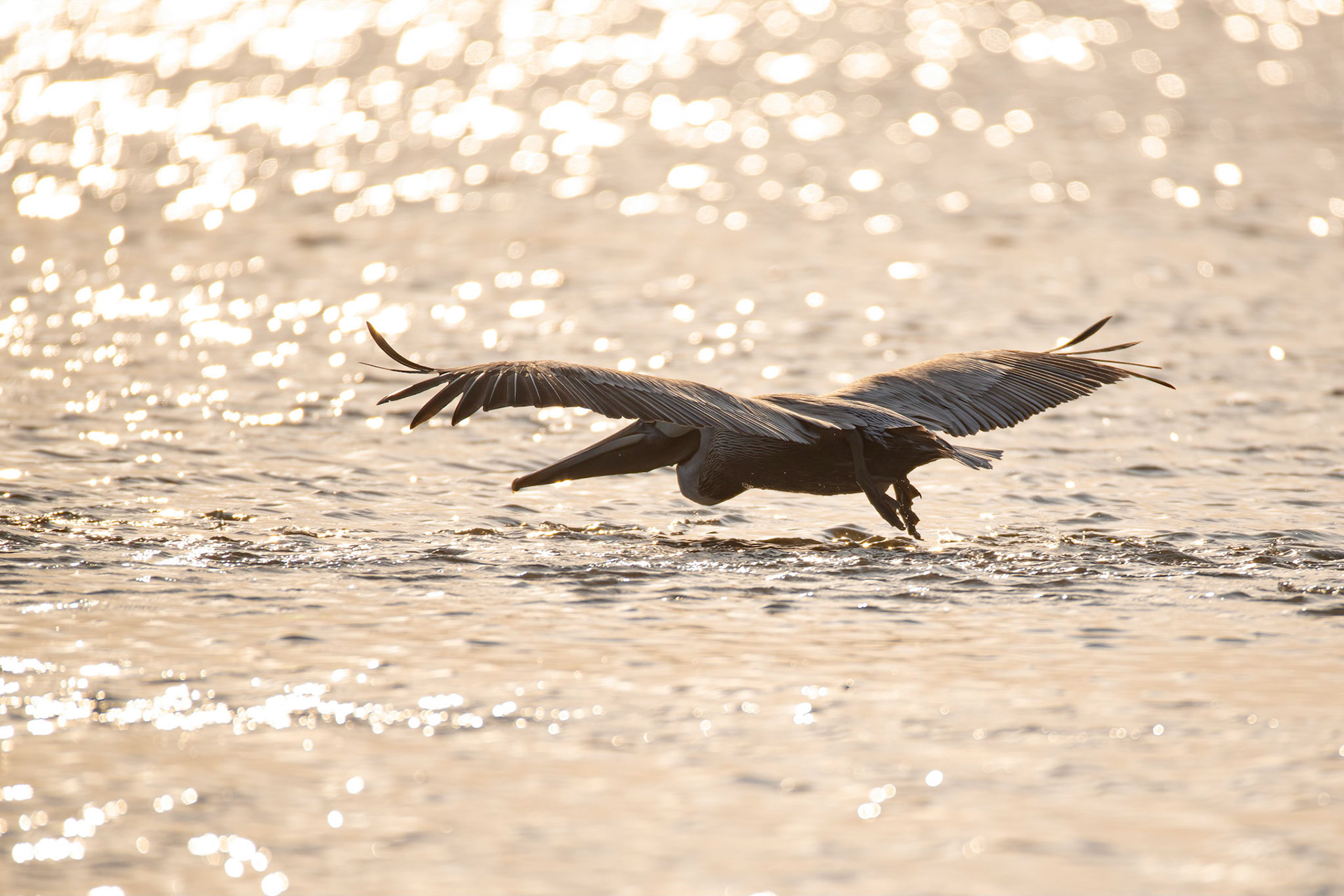 Take off in the sunset