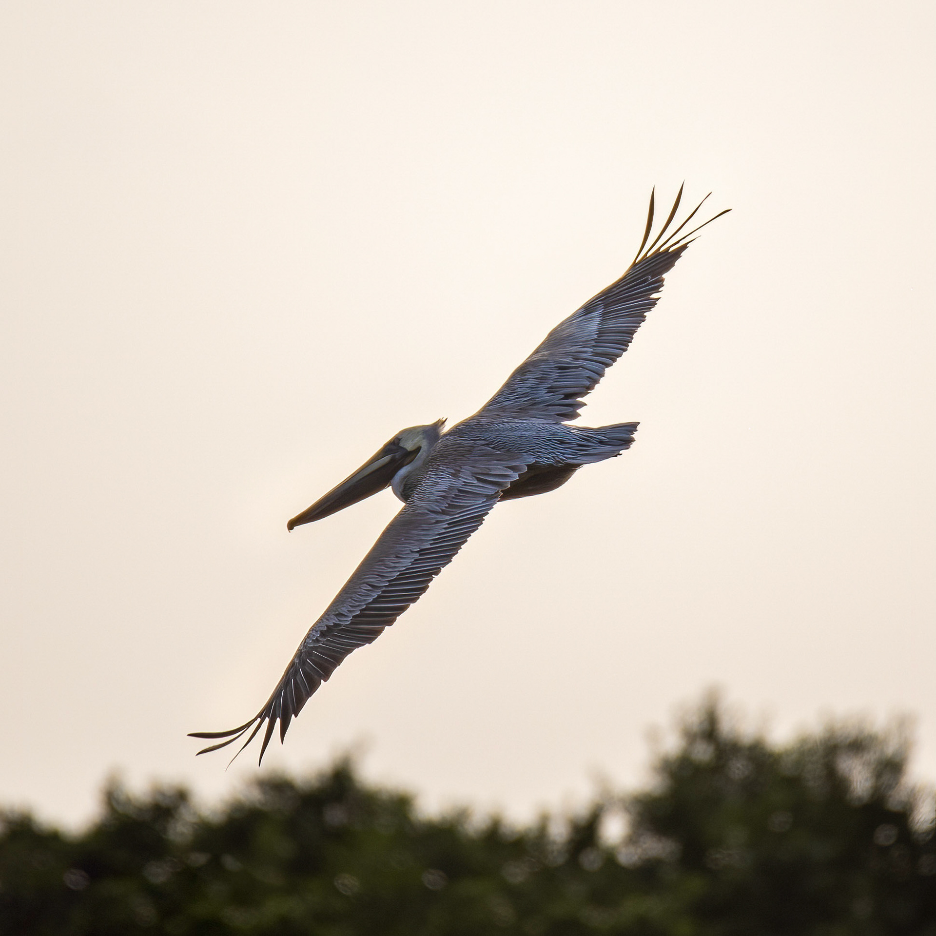 Pelican turn