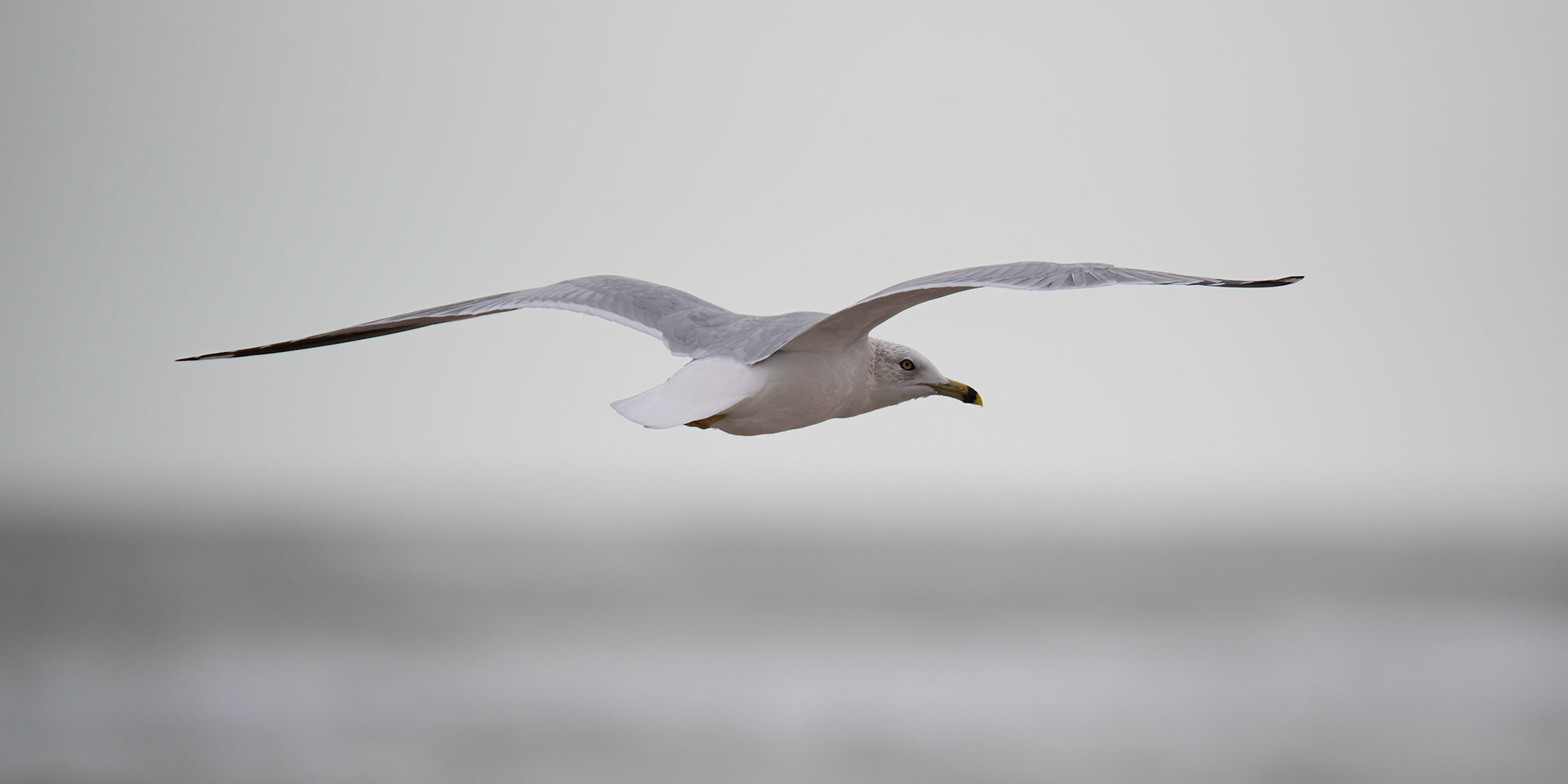 Flying