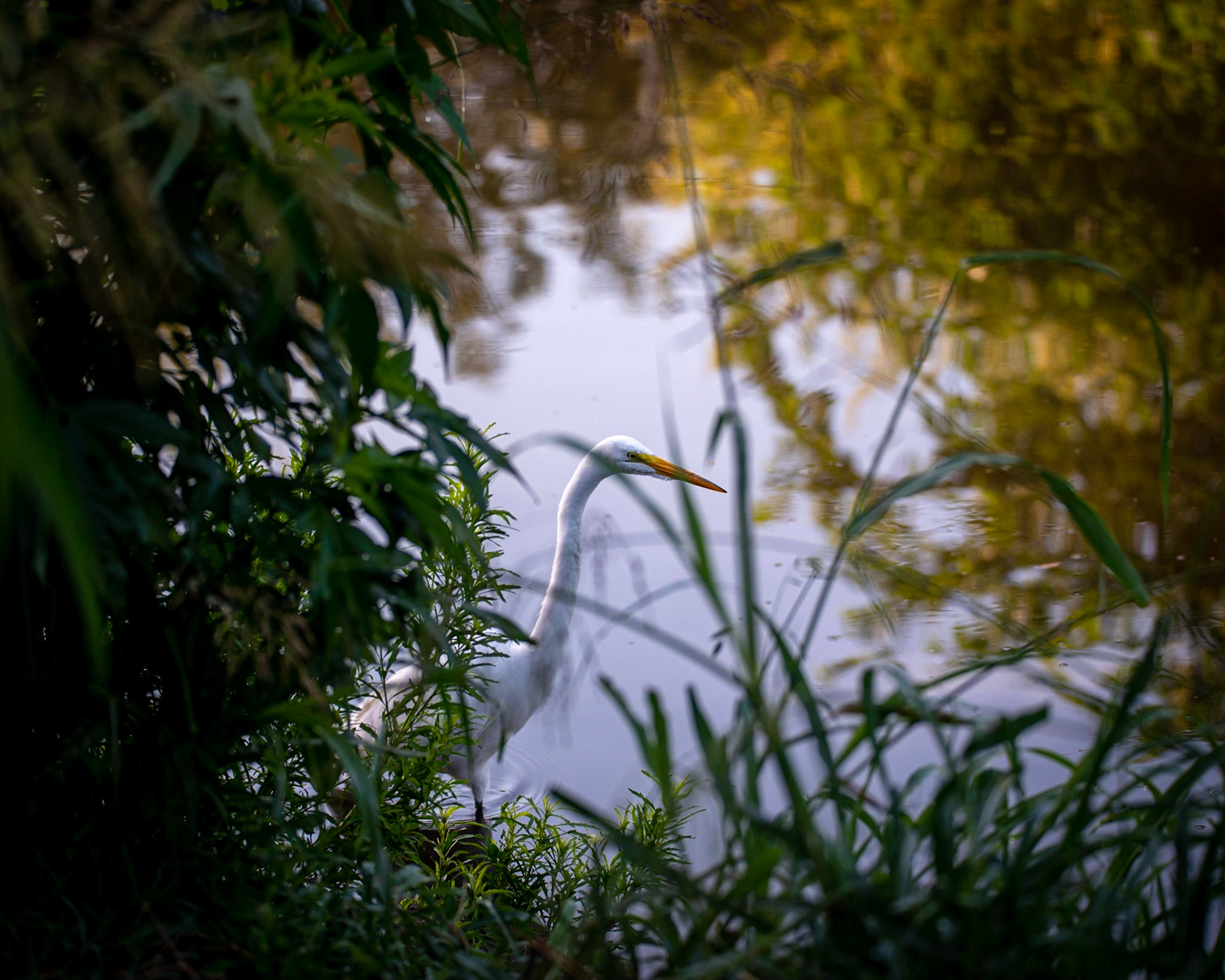 River Watch