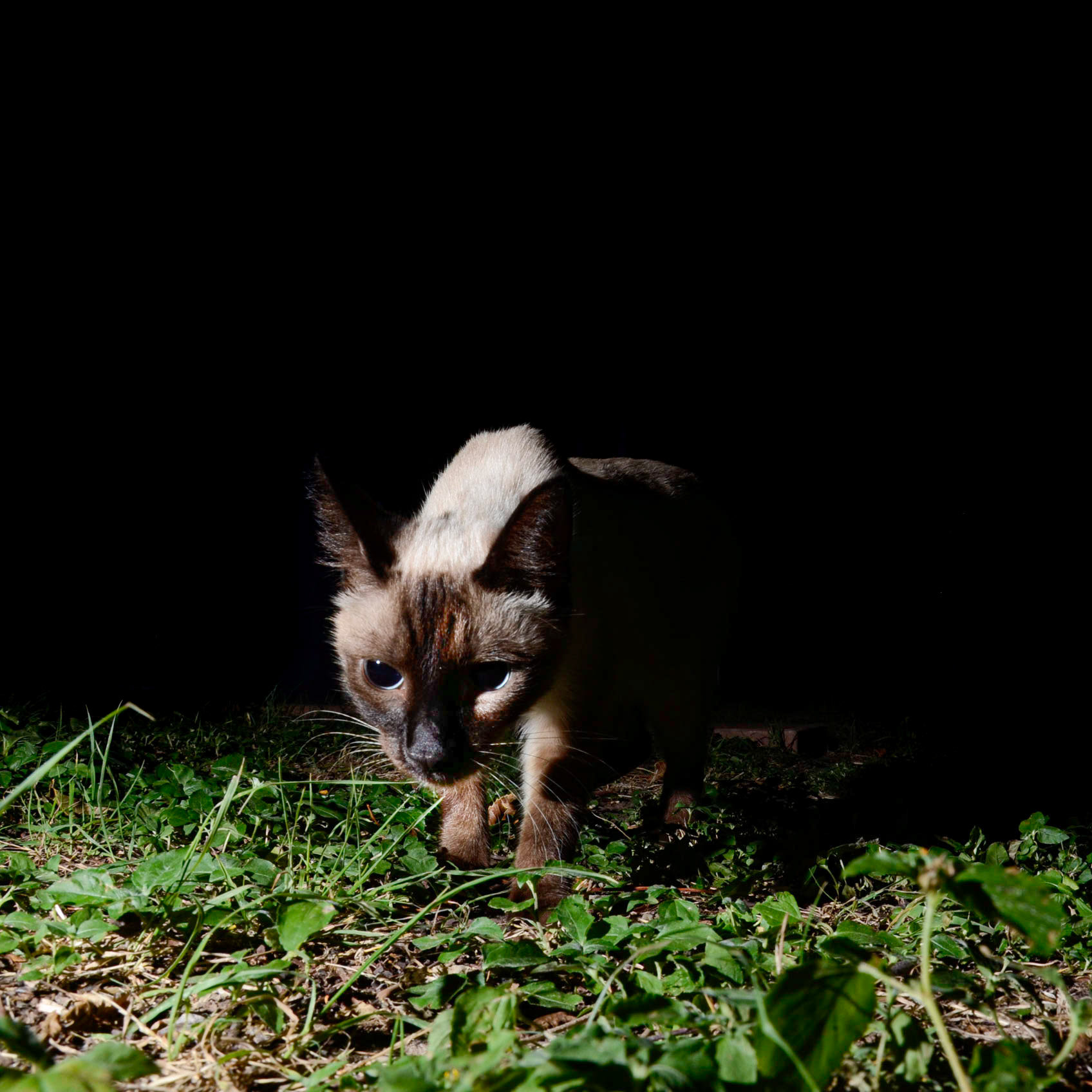 Nightlife in my Yard: Perugino's Night