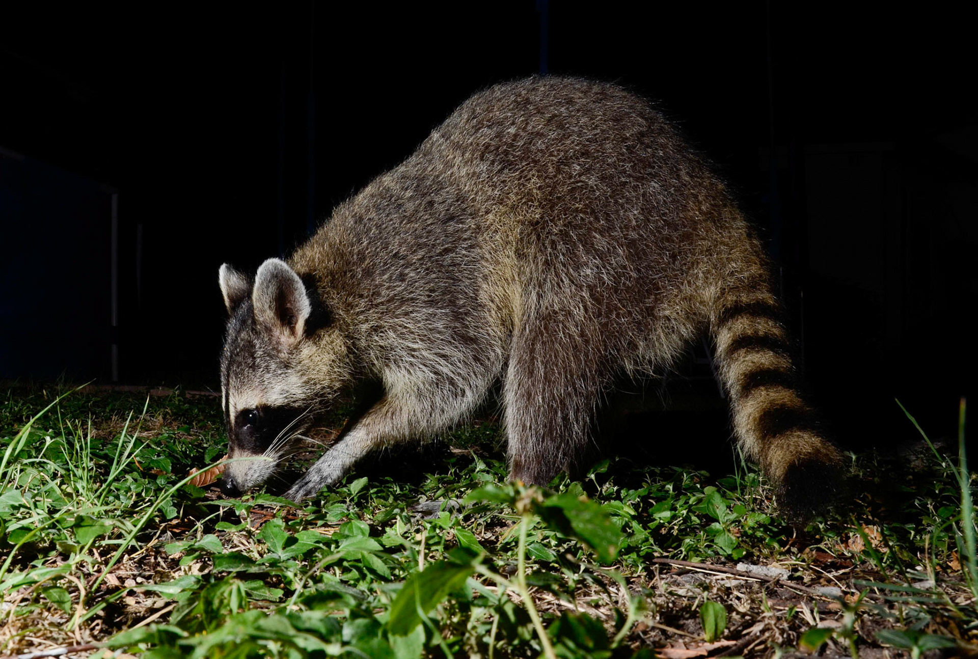 Nightlife in my Yard: Racoon Searching