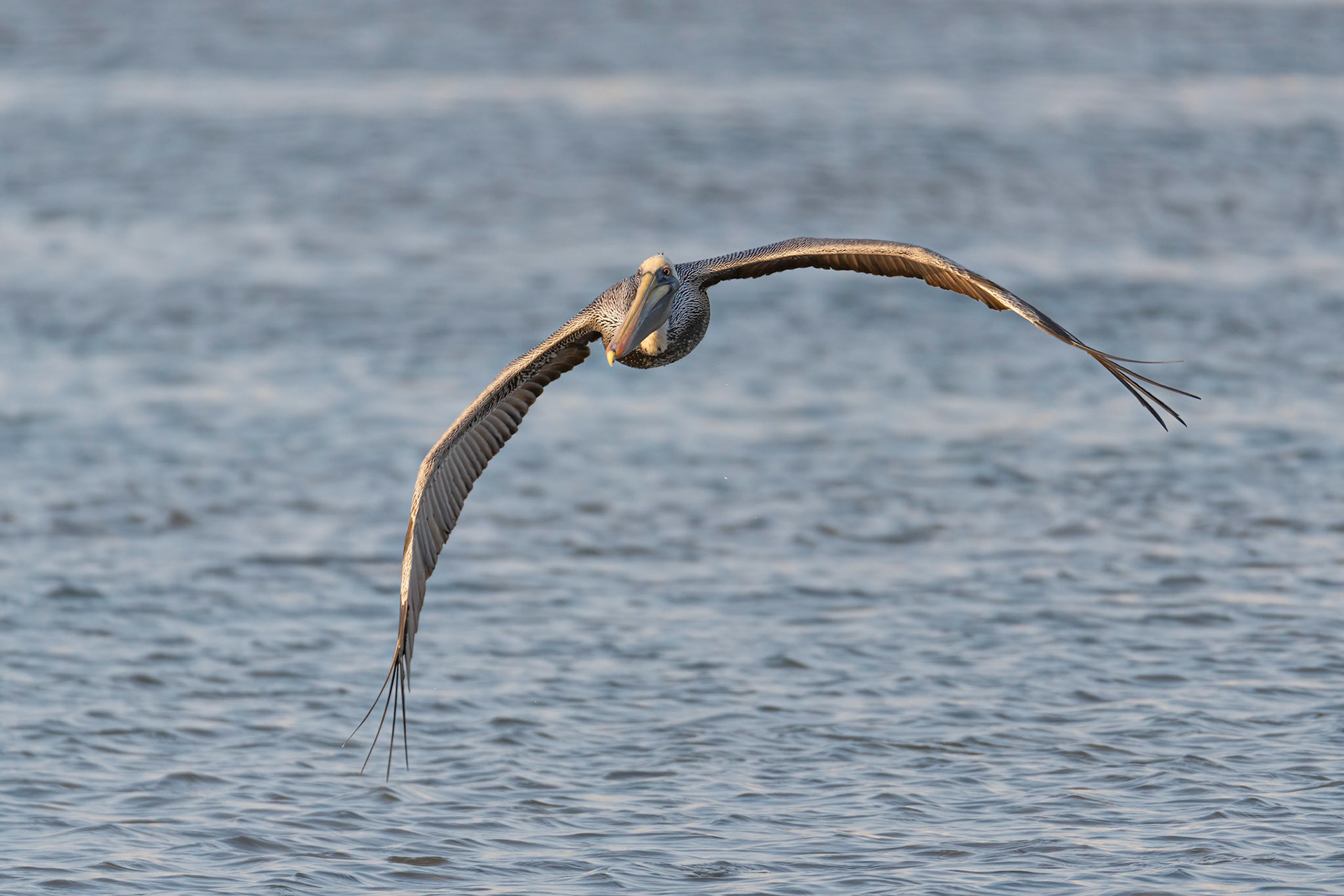Arced wings