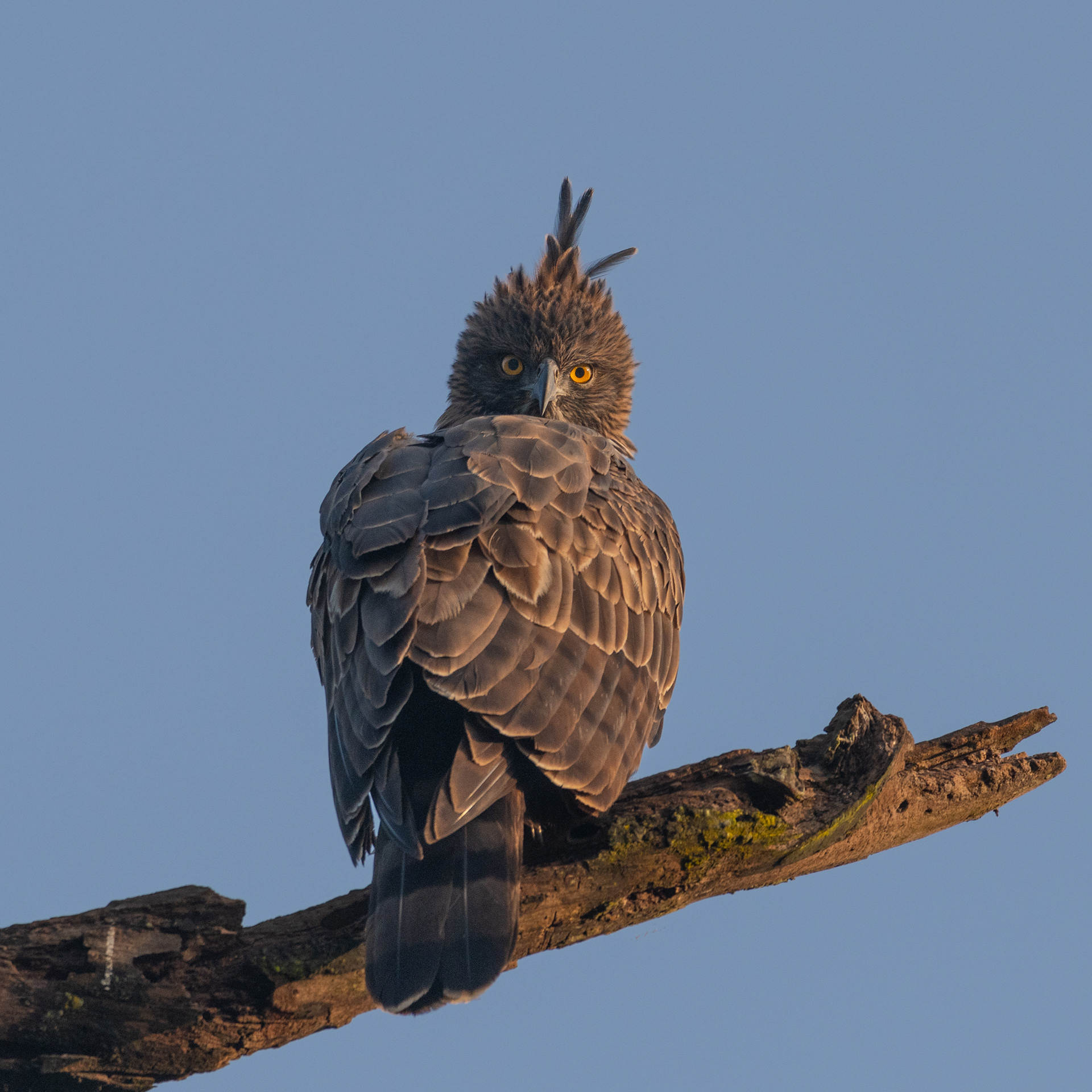Changeable hawk Eagle