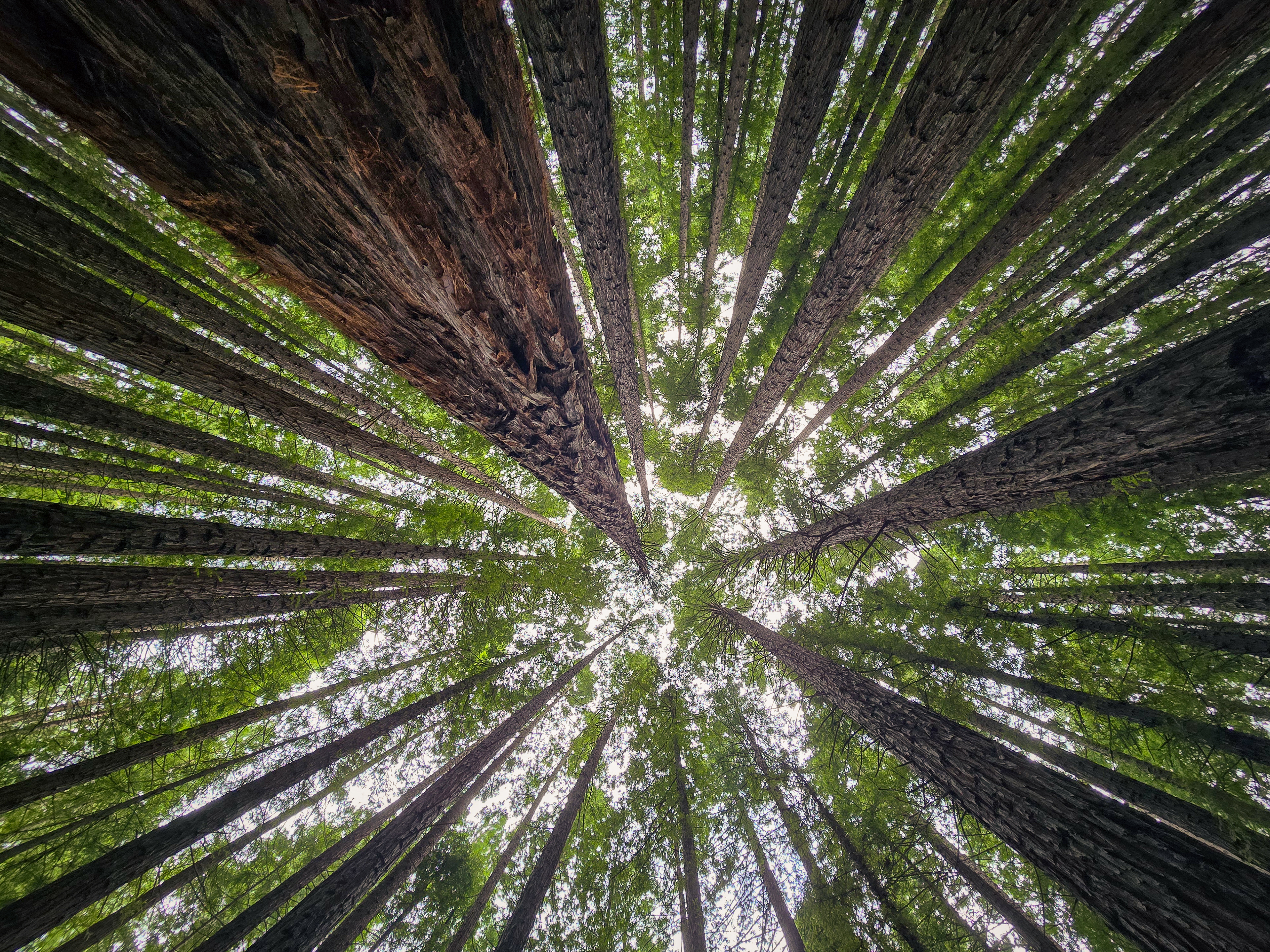 Redwood Forest at Warburton in Yarra Valley, VIC Aus