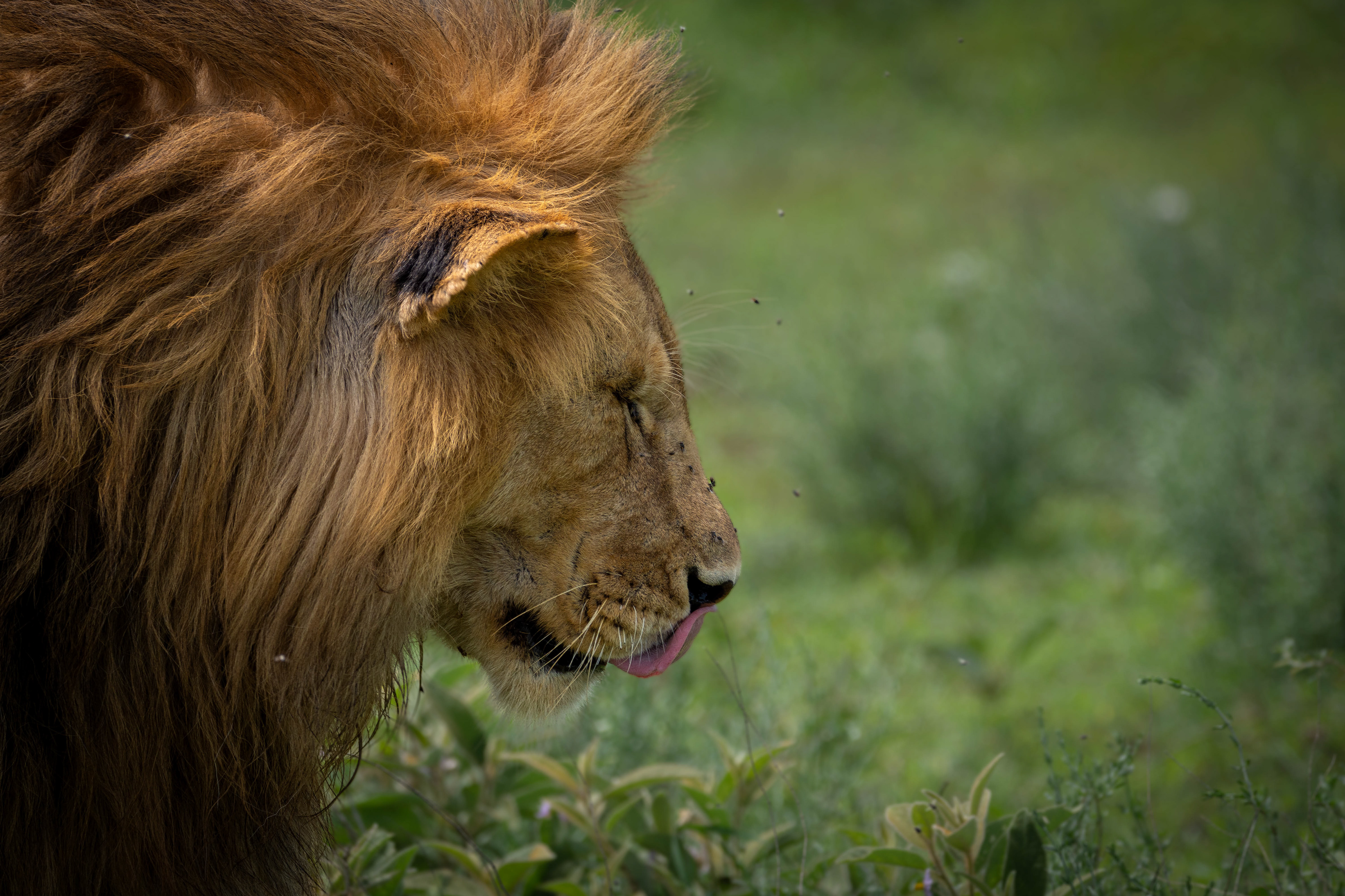 The regal walk- Serengeti National Park