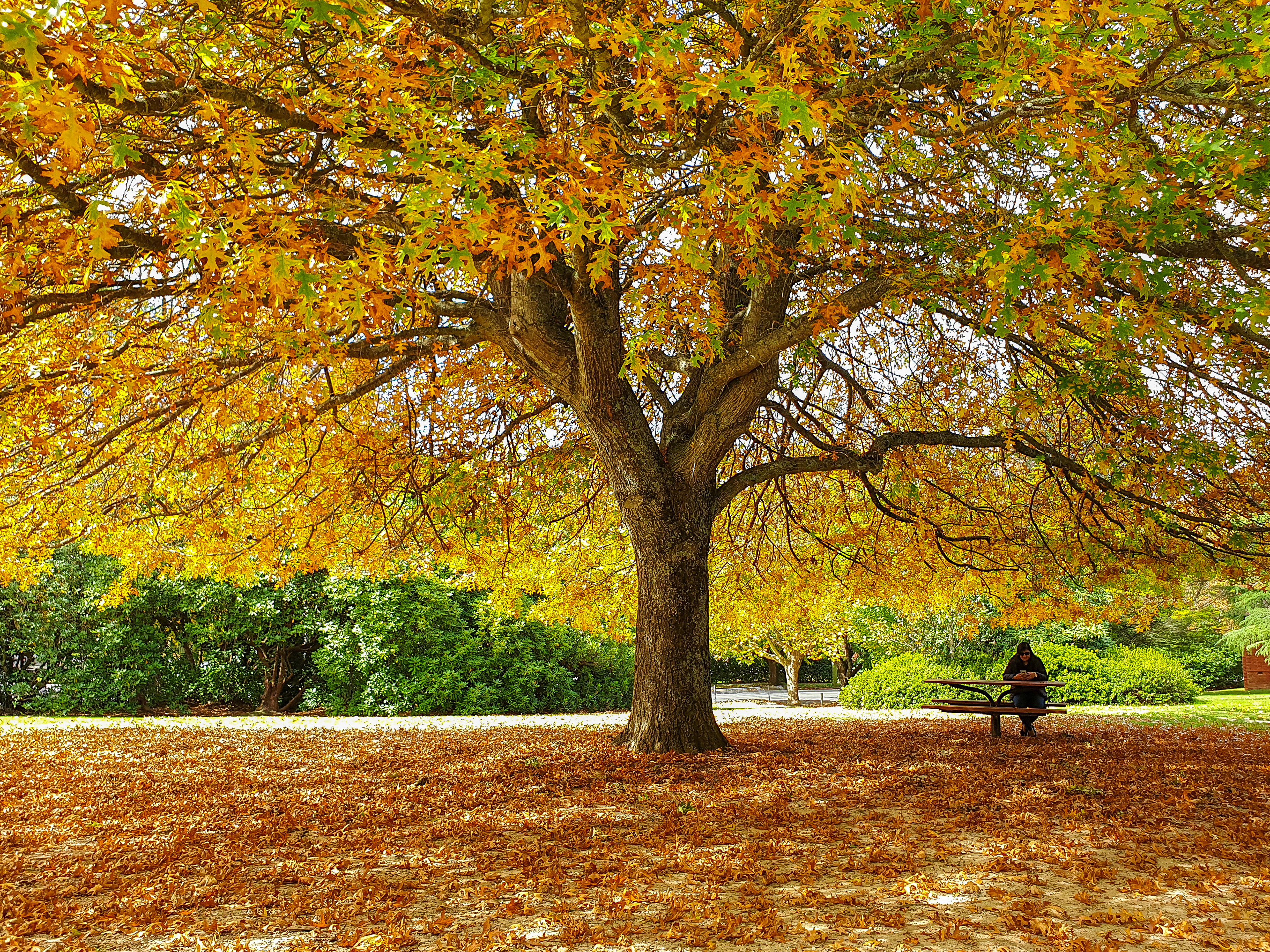 Colours of Fall. Autumn in Blue Mountains near Sydney, Australia