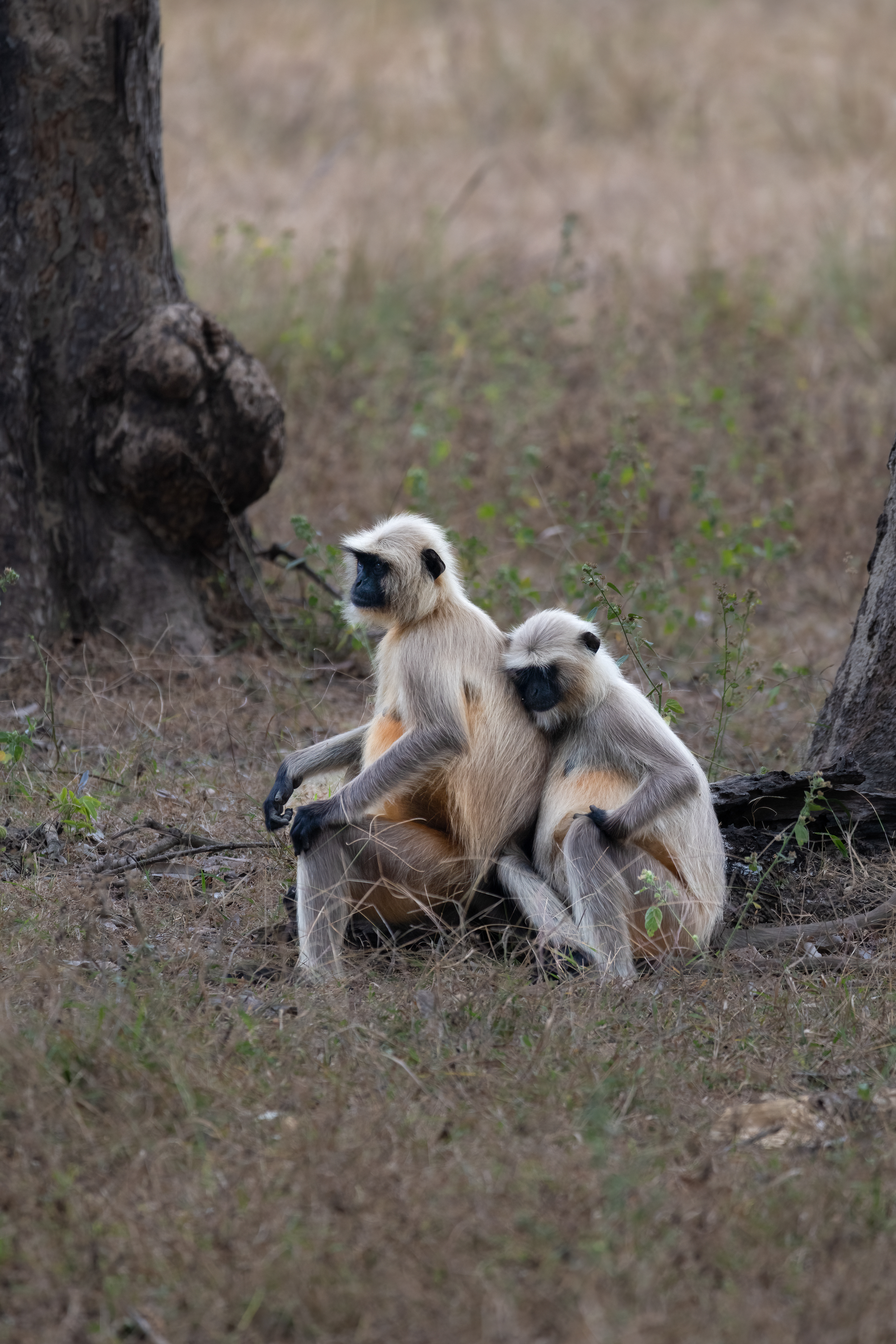 It was a cold winter morning in Bandhavgarh forest, we saw a group of Gray Langurs tentatively climbing down from Sal trees to forage for breakfast. The group was on edge as a Chital's warning call for a Tiger was heard 5 minutes ago. While the rest of the group seemed extremely anxious & chaotic, this couple managed to find a quiet moment of solace as if finding comfort in each other.