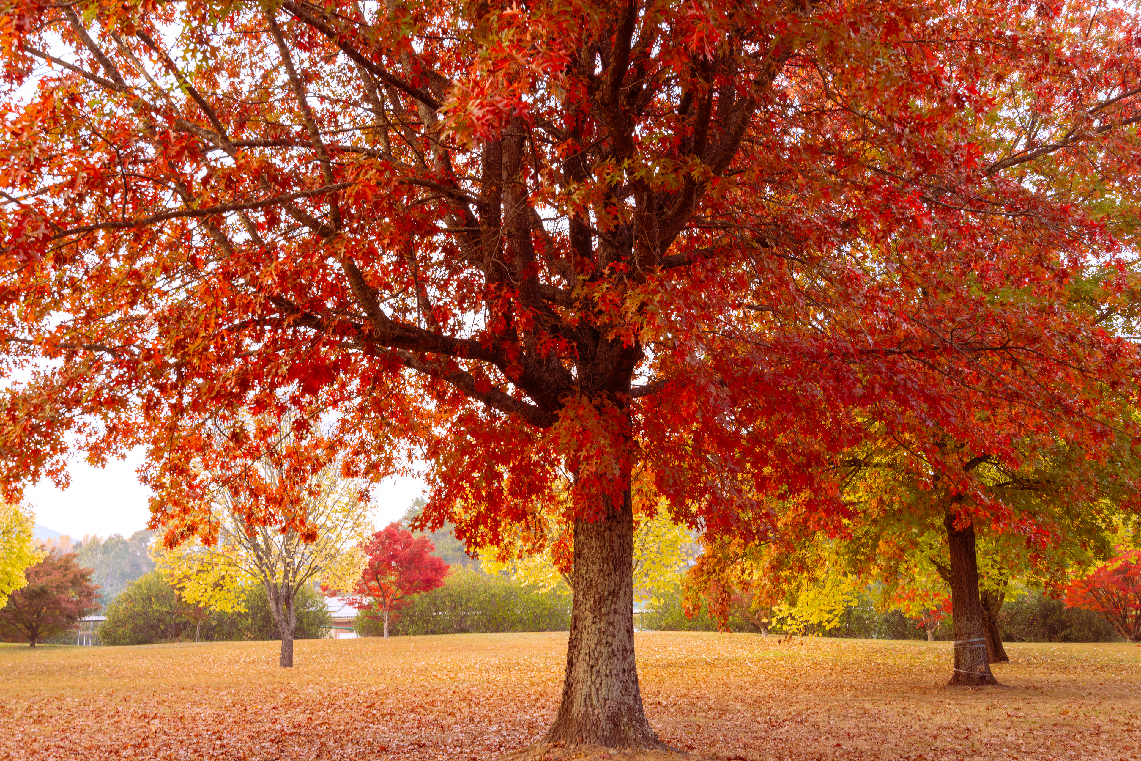 Spring in Bright, VIC Aus