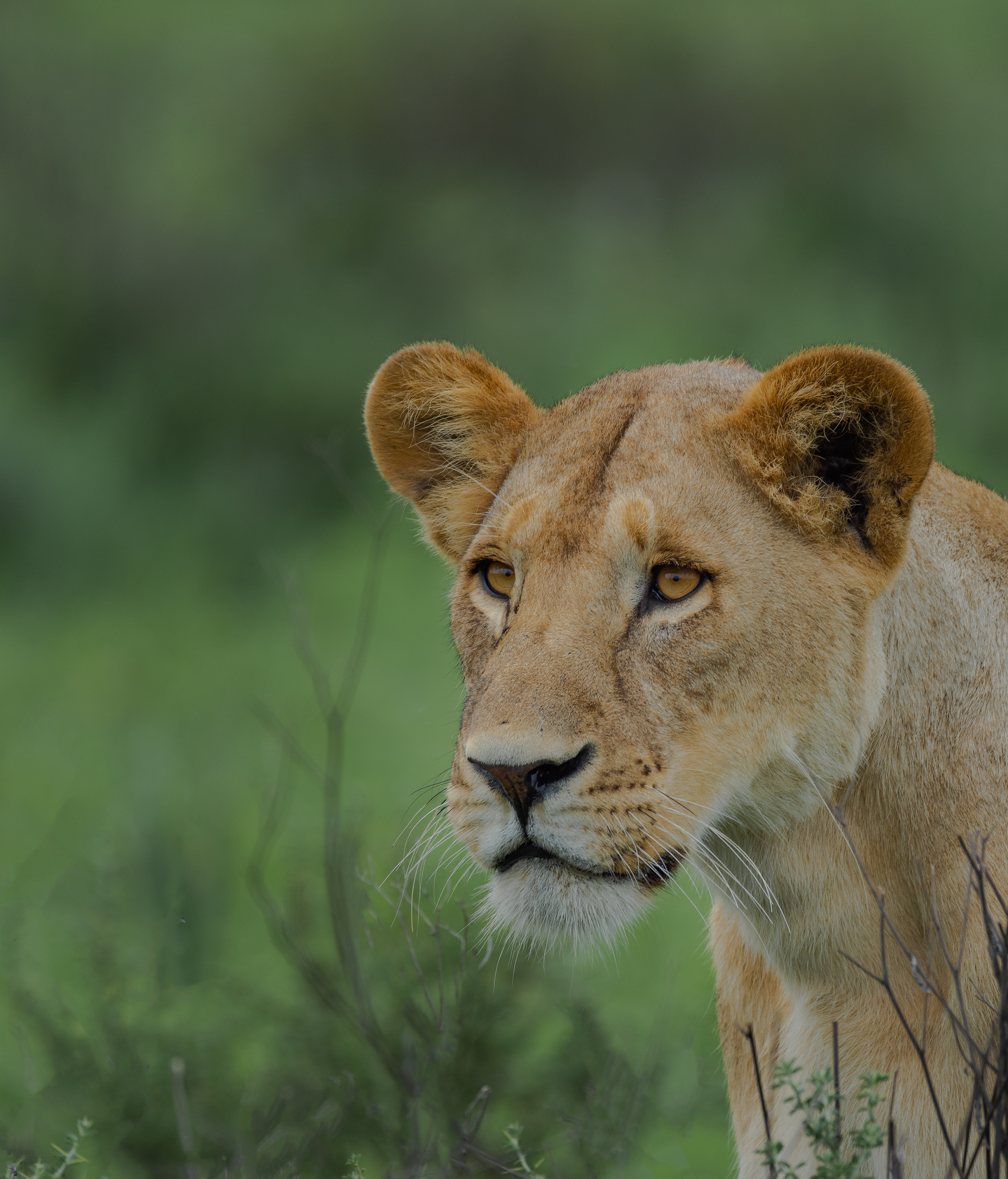 Lioness Portrait- Serengeti National Park