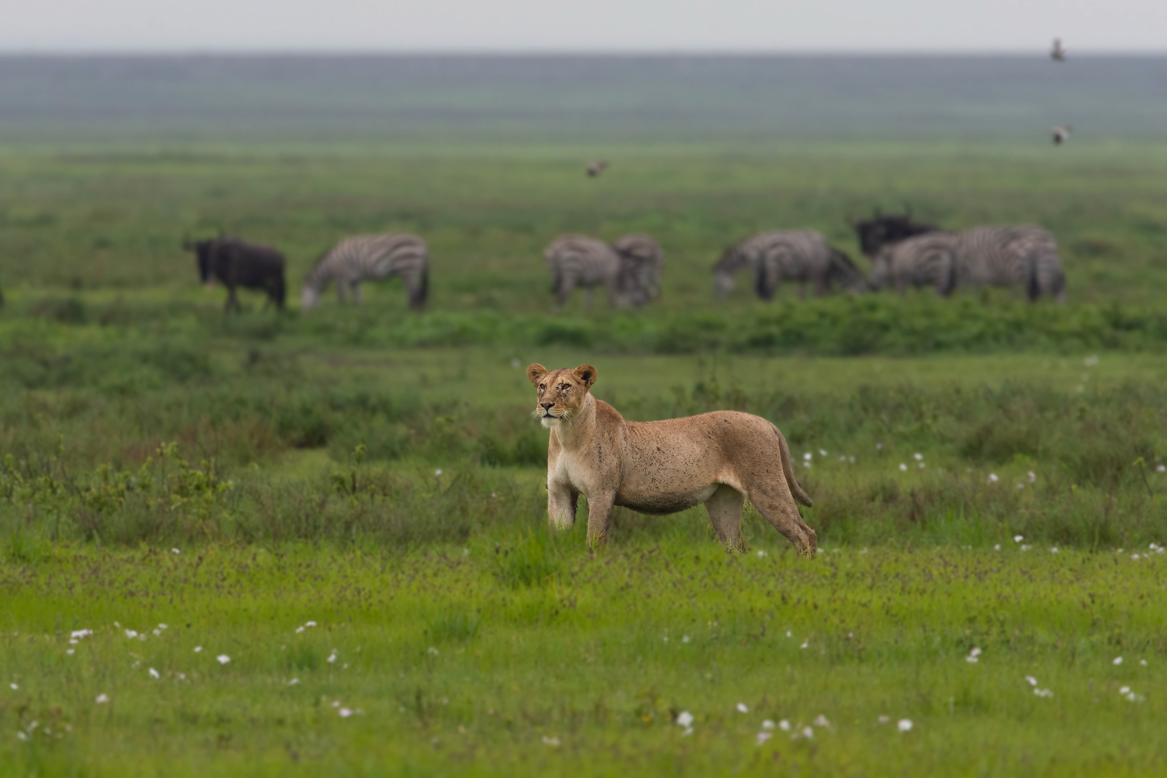 Serengeti means Endless Plains...