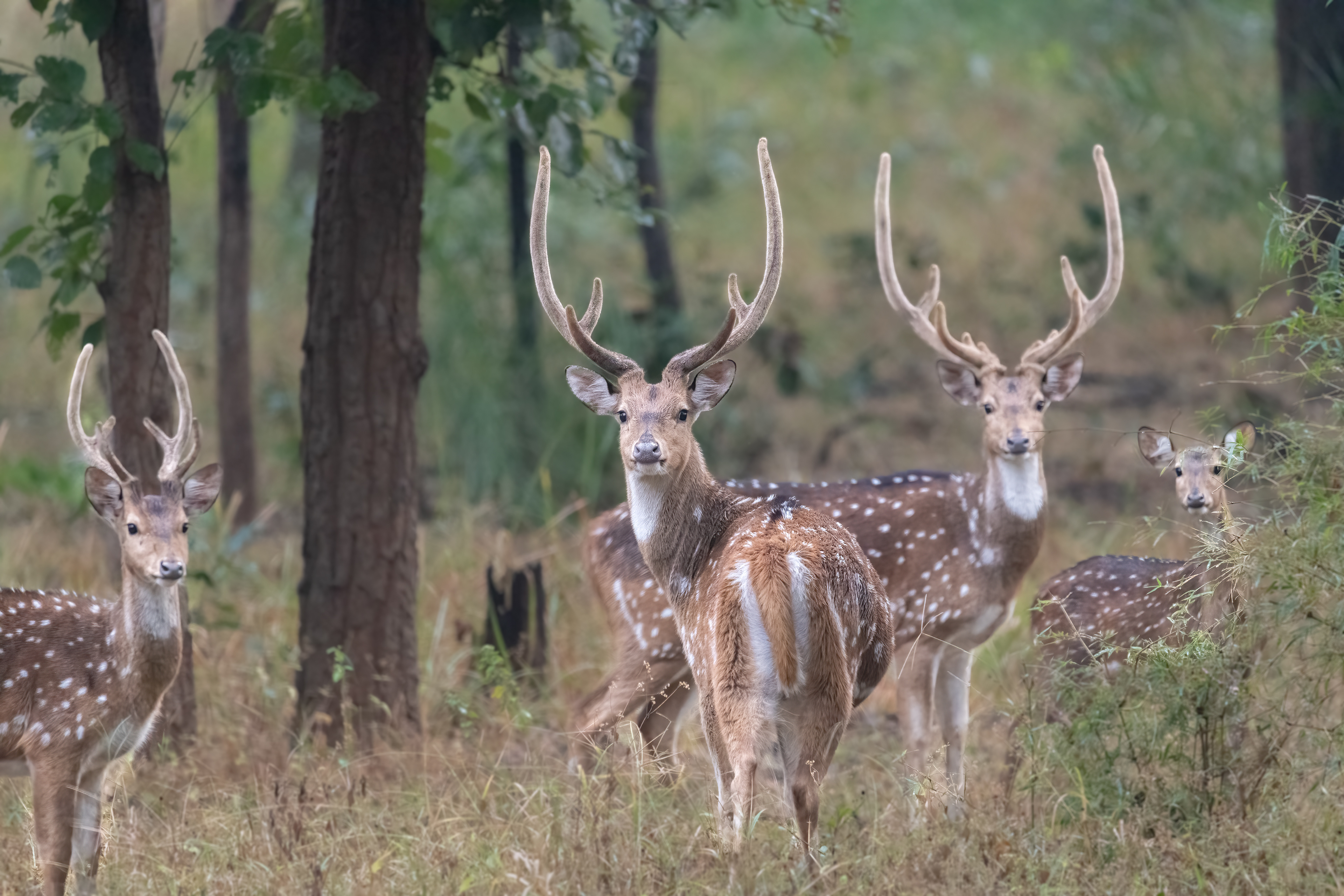 Chital (Male) also known as Spotted Deer.  Major difference between Deer and Antelope species is that Deer shed their Antlers annually while Antelopes grow them for life.  In male Chitals, Antlers are “bone horns” that are grown and shed annually. The growing antlers are encased in “velvet,” a highly vascularized, nerve-filled skin covered by short, soft hairs. The blood-engorged, growing antlers are warm to the touch and quite sensitive. Depending on the species, they take up to 150 days to grow, after which the velvet dies and is forcefully removed by rubbing the antlers against branches and small trees. Along with some blood residue, this imparts a brownish colour to the otherwise white antler bone. Antlers finish growing before the mating season and are used as weapons and shields in combat or as display organs in courtship. Normally shed after the mating season,