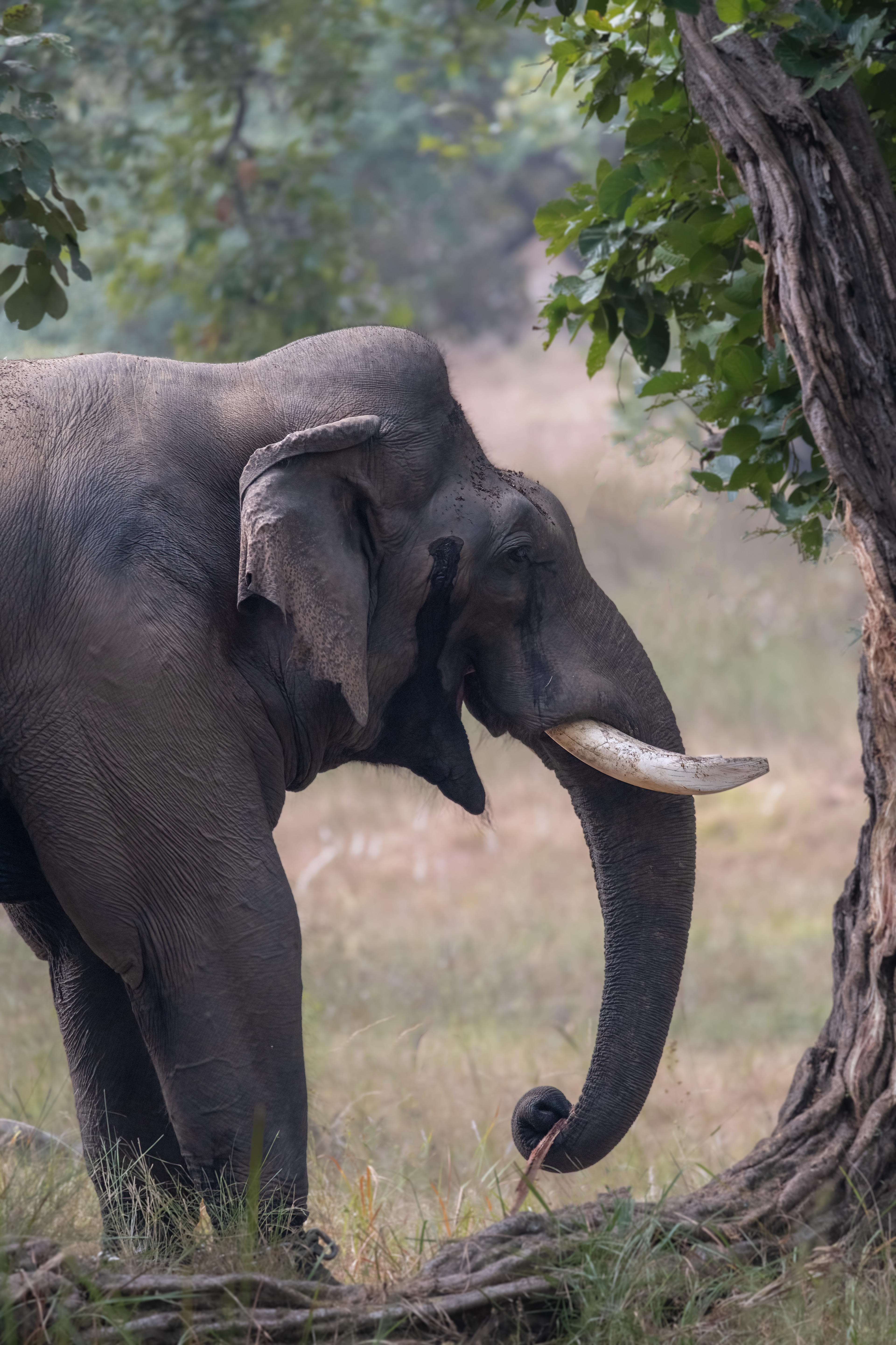 Asian Male Elephant in Musth.  Musth is a periodic condition in bull (male) elephants characterized by aggressive behavior and accompanied by a large rise in reproductive hormones.  Testosterone levels in an elephant in musth can be on average 60 times greater than in the same elephant at other times (in specific individuals these testosterone levels can even reach as much as 140 times the normal).  As seen above, Elephants in musth often discharge a thick tar-like secretion called temporin from the temporal ducts on the sides of the head.