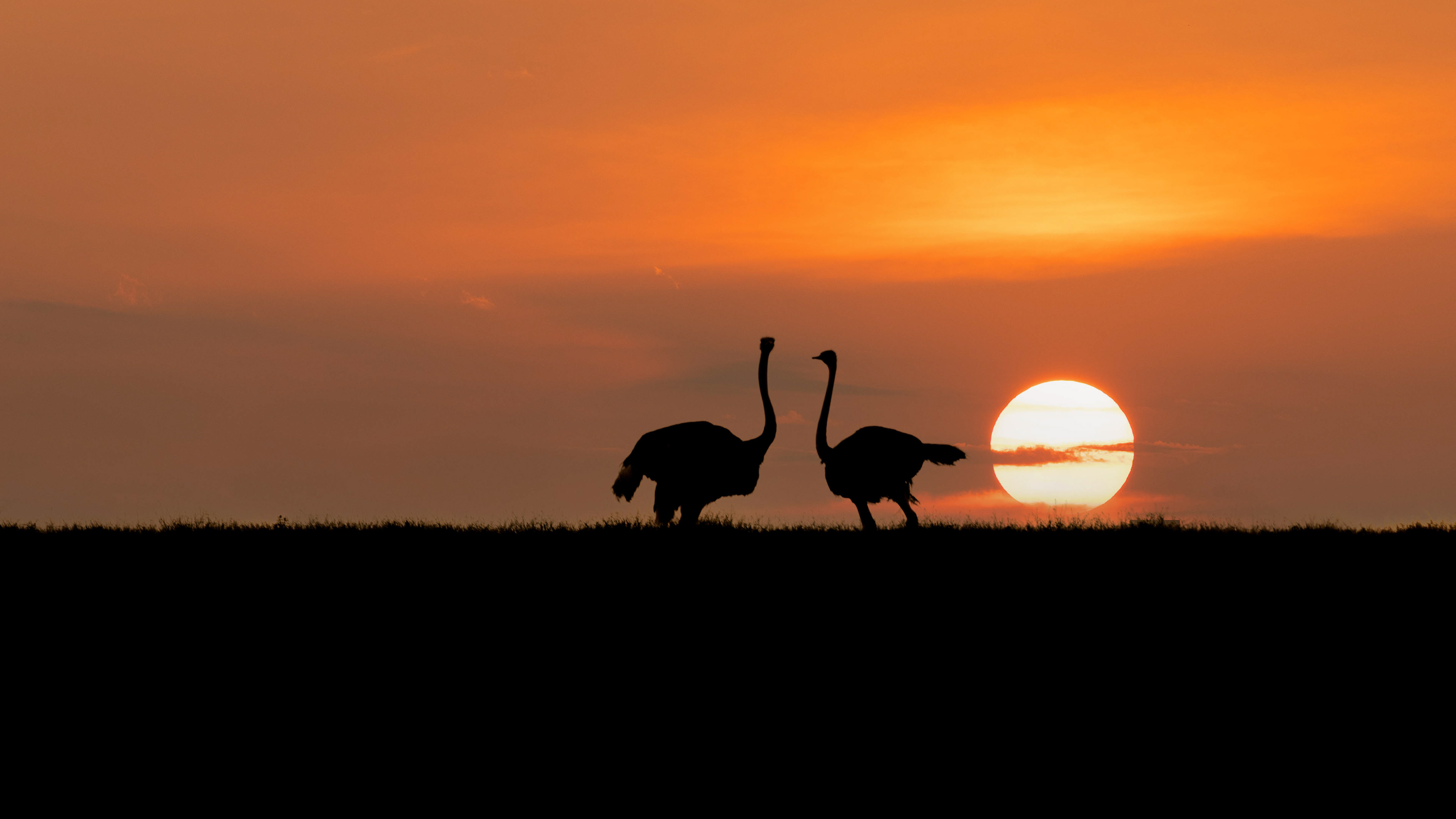 A truly Magical Sunset on the endless plains of the Serengeti in Tanzania, Africa