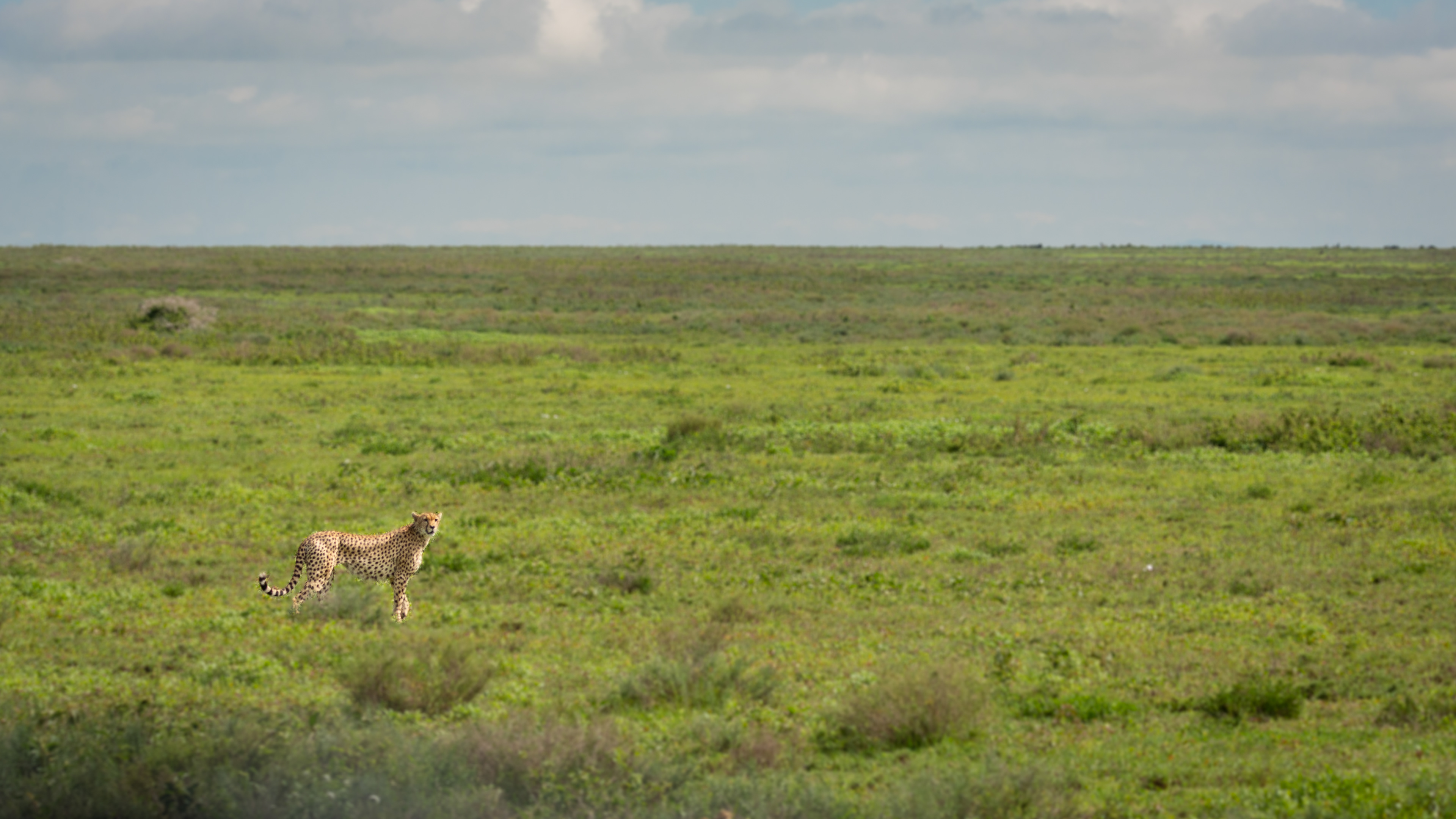 The fastest land animal on the planet
