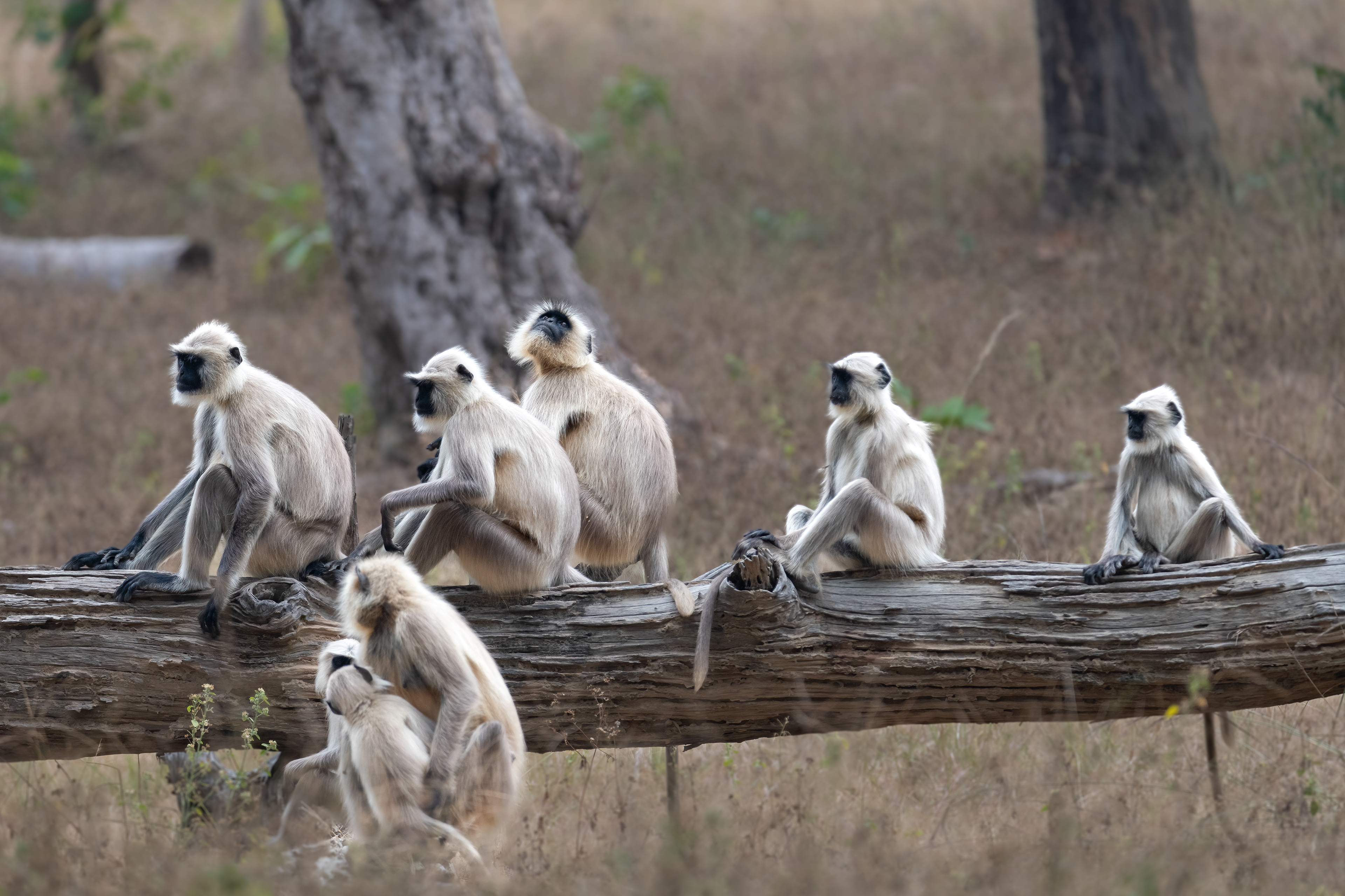Gray Langurs in Bandhavgarh National Park, India
