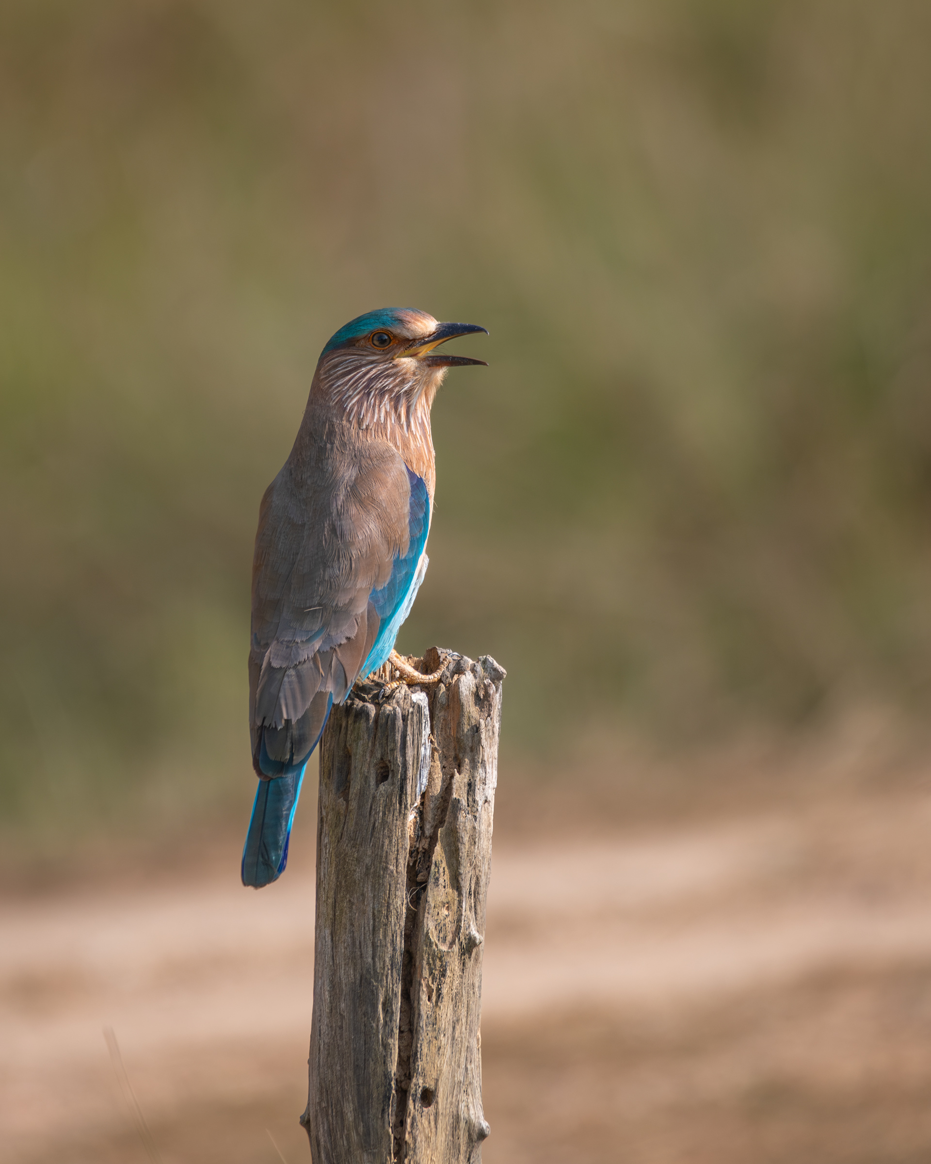 The Indian Roller also known as 'Blue Jay'