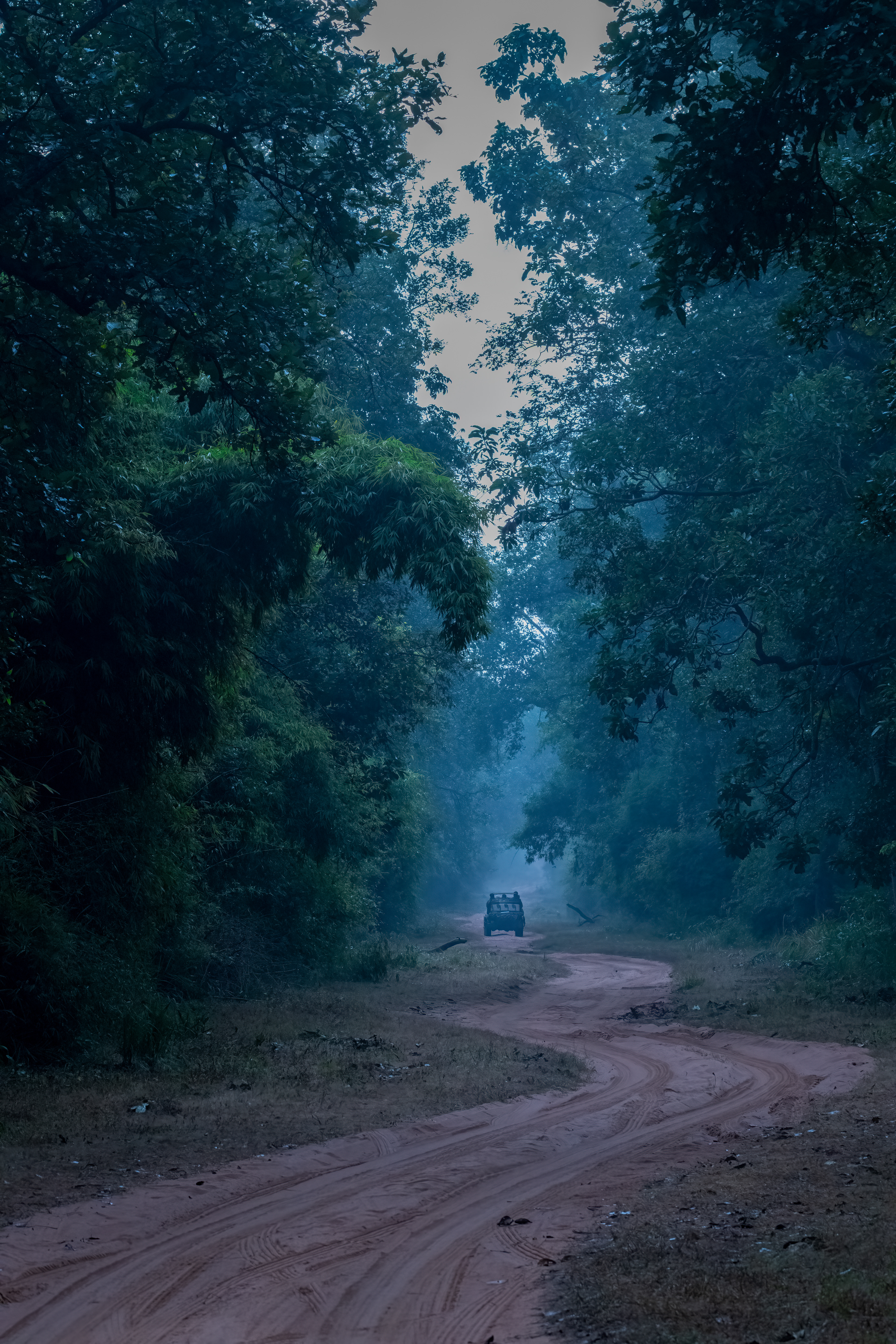 The woods are lovely, dark and deep...  Fortunate to experience the magical Bandhavgarh in all its moods, lights and colours from beautiful foggy and misty mornings, golden light at sunrise and sunset, pitch black jungle nights, beautiful winter light play and even some light rain followed by sunshine, reflections and rainbows.