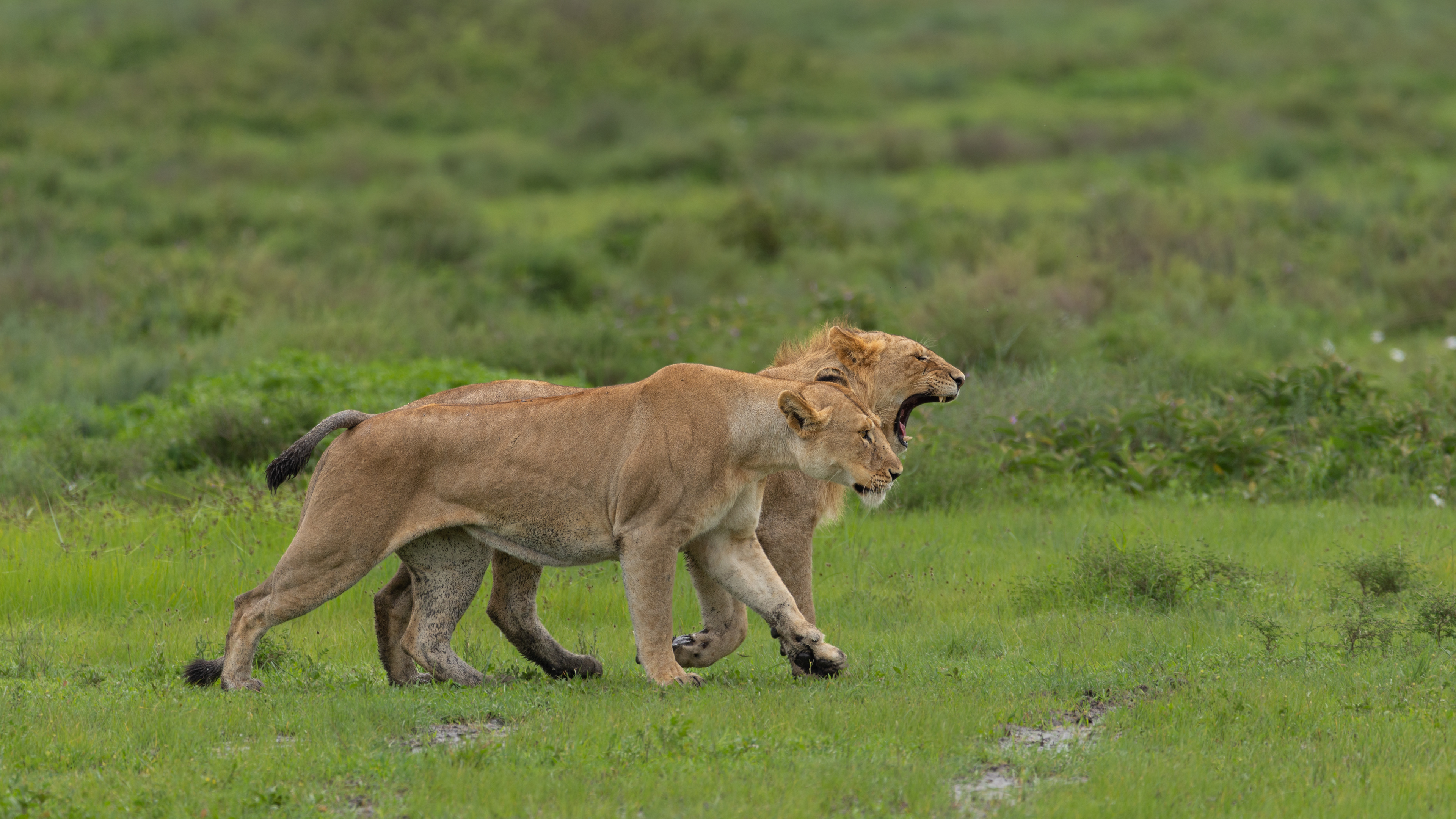 I got your back - Serengeti National Park