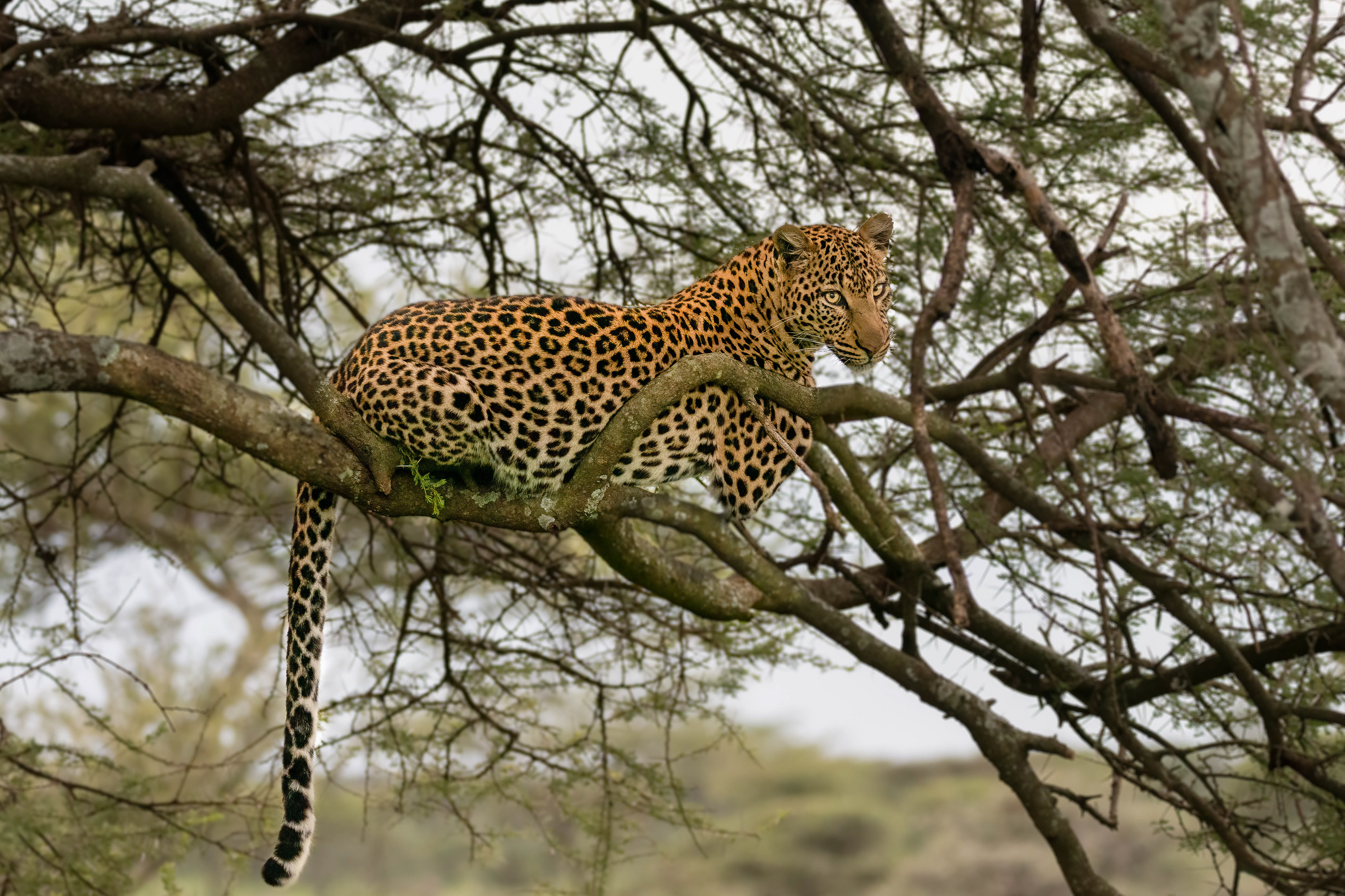 Leopard framed in a tree- Serengeti National Park
