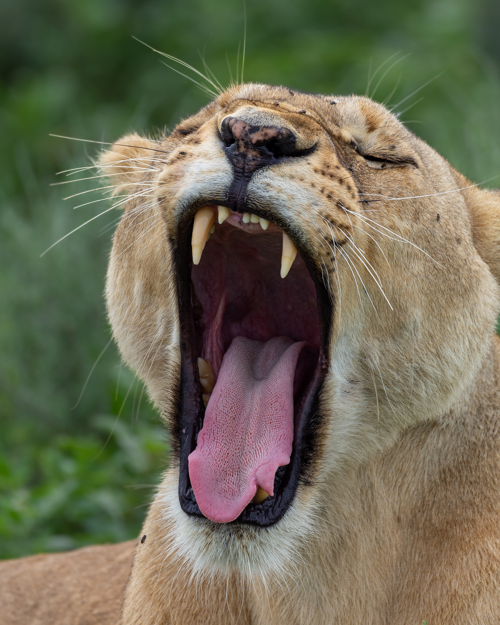 Covered in sharp tiny spines called papillae and as rough as sand paper, the tongue of Africa’s largest cat, is an incredible fleshy organ that can literally lick the skin off you!! Sometimes you can watch a lion using its tongue to lick away at the skin of a dead animal. This removes hair and also tenderizes the meat and in combination with its saliva, is an extremely effective means of assisting to start the digestion process even before the lion has ingested anything.  Furthermore the tongue is not only a great device for grooming one another and even removing thorns, but the papillae assist in taking in larger amounts of water when they drink!