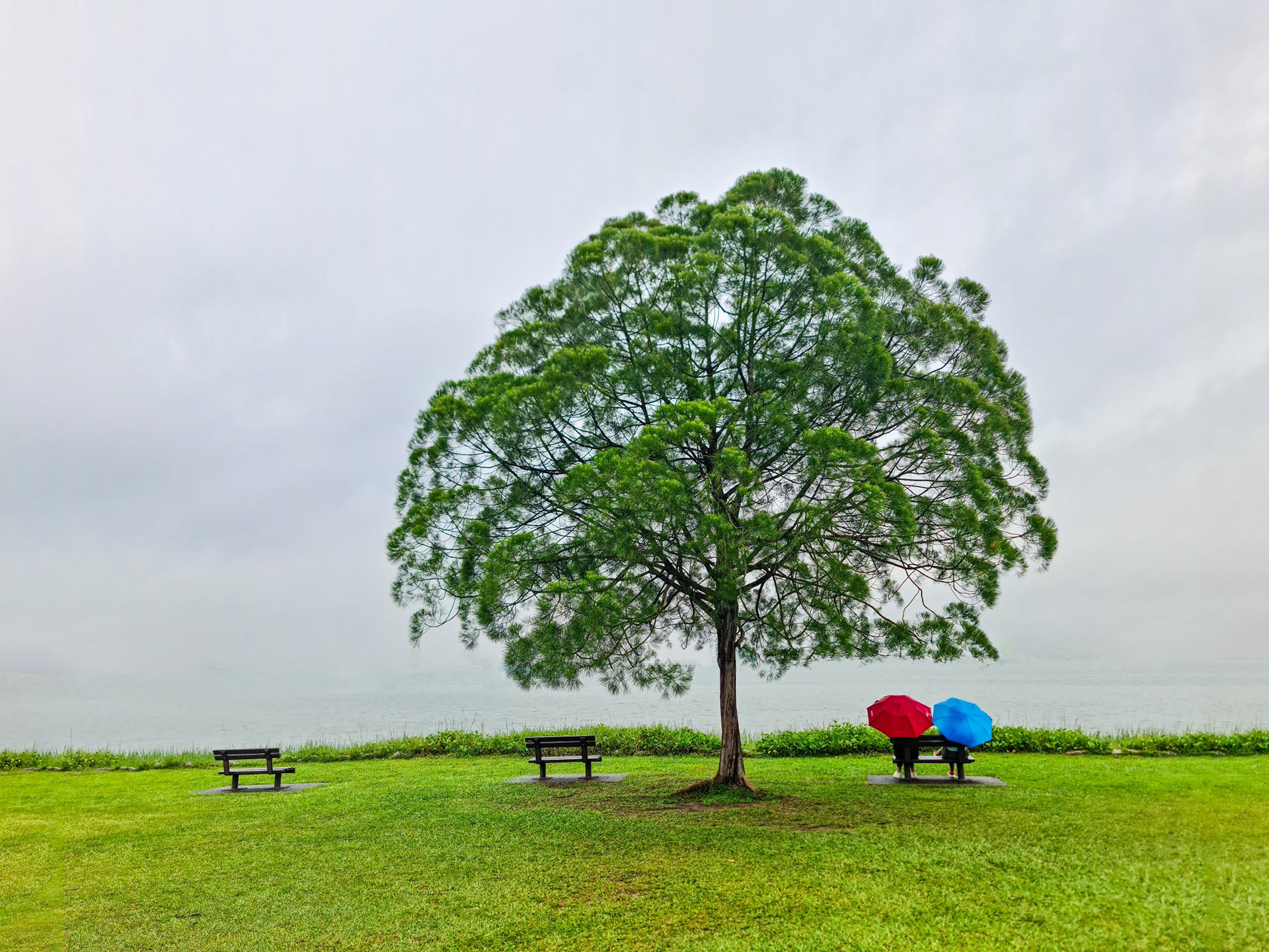 A famous Lone Casuarina tree at Upper Seletar Reservoir Park in Singapore