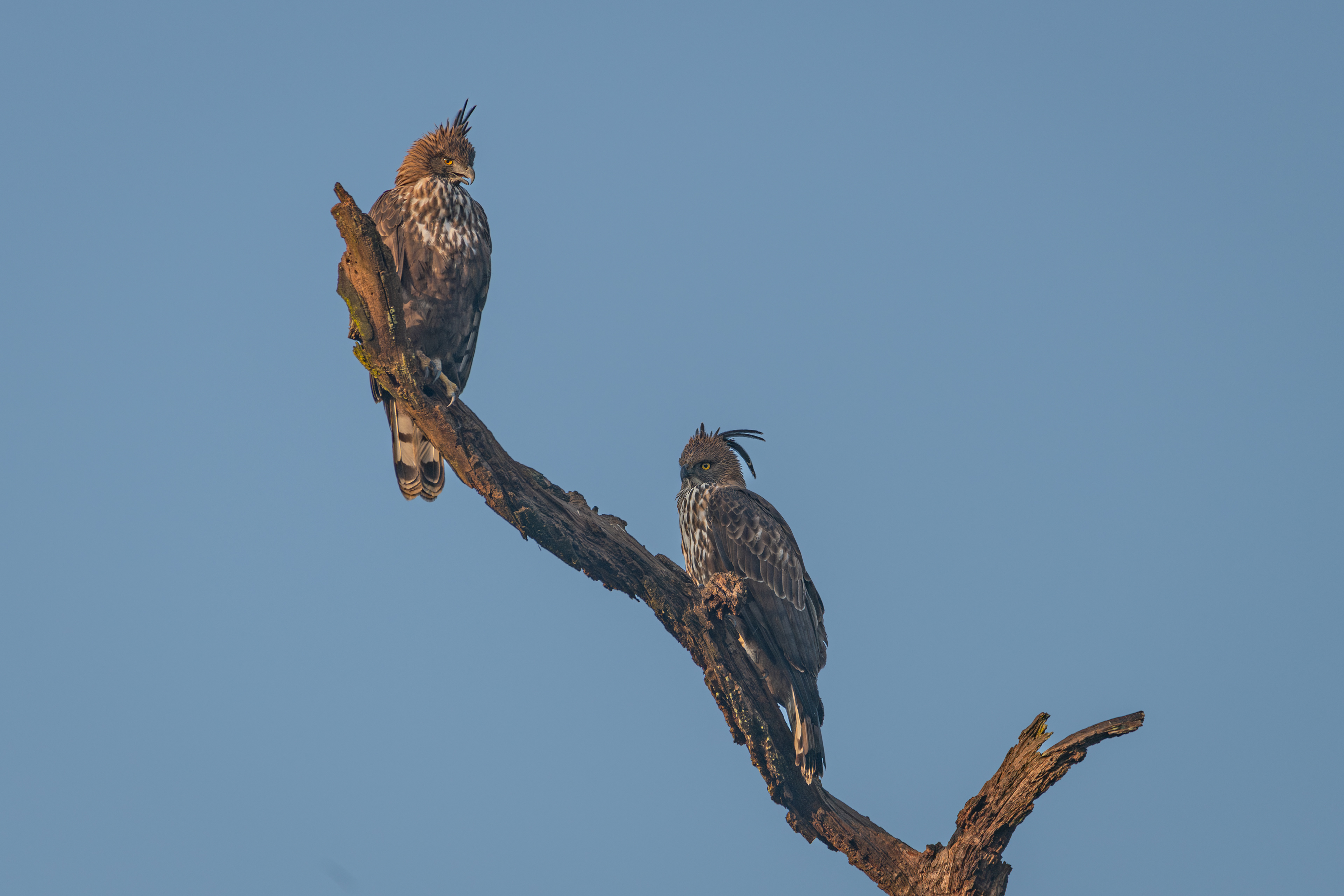 A pair of Changeable Hawk Eagles
